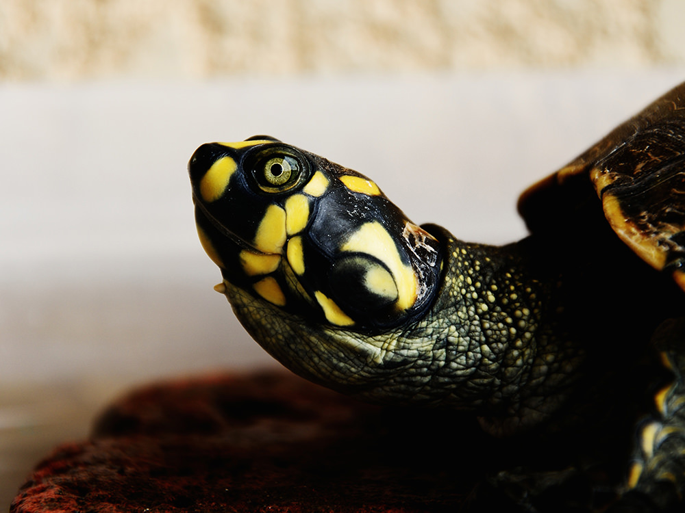 Turtle Turtle
