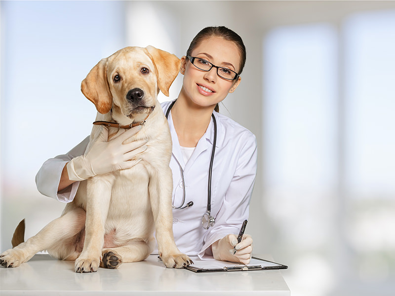 Tierarzt Stuttgart – Dr. Andrianaly: Dürfen Hunde Knochen fressen? Was Hundehalter wissen sollten Vorsicht geboten: Sind Knochen ein gesunder Snack oder eine Gefahr? Tierarzt Stuttgart - Dr. Andrianaly: Dürfen Hunde Knochen fressen? Was Hundehalter wissen sollten Vorsicht geboten: Sind Knochen ein gesunder Snack oder eine Gefahr?