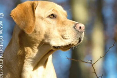 Die 10 besten Tierärzte in Stuttgart Insgesamt haben wir 35 Tierärzte mit 6.234 Bewertungen gefunden Stadtteile Sortierung & Filter auf Karte 1 Bewertungsdurchschnitt 4,88211 Bewertungen auf 3 Portalen 196 TOP Bewertungen Dr. Corinna Marquis Tierarzt Augustenstr. 106, 70197 Stuttgart (West) Tierarzt • Tierarzt Klein- und Haustiere • Hausbesuche keine Öffungszeiten angegeben Kunden sagen: Wartezeiten Gefühl Tierärztin Details anzeigenAnbieter vergleichen 2 Bewertungsdurchschnitt 4,90117 Bewertungen auf 3 Portalen 103 TOP Bewertungen Dr.Schröer Nicola Tierarztpraxis Tierärzte Kirchheimer Str. 77, 70619 Stuttgart (Sillenbuch) Tierarzt • Tierarzt Zahnheilkunde • Tierchirurgie geöffnet, schließt in 1 Stunde und 19 Minuten Kunden sagen: Praxis Hund Details anzeigenAnbieter vergleichen 3 Bewertungsdurchschnitt 4,84204 Bewertungen auf 5 Portalen 182 TOP Bewertungen Tierärztliche Gemeinschaftspraxis MVDr. Marek Benetka & Claudia Brüning Griegstr. 27c, 70195 Stuttgart (Botnang) Tierarzt • EKG • Futtermittelberatung geöffnet, schließt in 2 Stunden und 19 Minuten Kunden sagen: Tier Praxis Katze Details anzeigenAnbieter vergleichen 4 Bewertungsdurchschnitt 4,83628 Bewertungen auf 6 Portalen 559 TOP Bewertungen Dr. Stephan Schroth Kleintierpraxis Alte Weinsteige 100, 70597 Stuttgart (Degerloch) Tierarzt Klein- und Haustiere • Tierarzt geöffnet, schließt in 2 Stunden und 19 Minuten Kunden sagen: Herrchen Praxispersonal Behandlungen Details anzeigenAnbieter vergleichen 5 Bewertungsdurchschnitt 4,84150 Bewertungen auf 2 Portalen 135 TOP Bewertungen Gerald Westphal Tierarzt Staufeneckstr. 2, 70469 Stuttgart (Feuerbach) Tierarzt • Tierarzt Klein- und Haustiere keine Öffungszeiten angegeben Kunden sagen: Behandlungen Katerchen Tierarzt Details anzeigenAnbieter vergleichen 6 Bewertungsdurchschnitt 4,801183 Bewertungen auf 2 Portalen 1.077 TOP Bewertung felmo Mobiler Tierarzt Stuttgart Agnesstr. 17, 70597 Stuttgart (Degerloch) Tierarzt • Mobiler Tierarzt • Hausbesuche geöffnet, schließt in 4 Stunden und 19 Minuten Details anzeigenAnbieter vergleichen 7 Bewertungsdurchschnitt 4,80344 Bewertungen auf 5 Portalen 299 TOP Bewertungen Dr. M. Freisleben E. Sigloch Tierärztliche Gemeinschaftspraxis Stammheimer Str. 31, 70435 Stuttgart (Zuffenhausen) Tierarzt geschlossen, öffnet in 19 Minuten Kunden sagen: Behandlungsmethoden Vierbeiner Ärzte Details anzeigenAnbieter vergleichen 8 Bewertungsdurchschnitt 4,80250 Bewertungen auf 3 Portalen 228 TOP Bewertungen Dr.med.vet. Birgit Seiffert Tierärztin Regerstr. 18, 70195 Stuttgart (Botnang) Tierarzt • Anästhesie • Tierchirurgie geschlossen, öffnet in 19 Minuten Kunden sagen: Frauchen Betroffenheit Tierärztin Details anzeigenAnbieter vergleichen 9 Bewertungsdurchschnitt 4,80180 Bewertungen auf einem Portal 160 TOP Bewertungen Tierarztpraxis Weinmann Stuttgart Schloßstr. 58, 70176 Stuttgart (West) Tierarzt geöffnet, schließt in 2 Stunden und 19 Minuten Details anzeigenAnbieter vergleichen 10 Bewertungsdurchschnitt 4,79243 Bewertungen auf 4 Portalen 216 TOP Bewertungen Dr. D. Späth Kleintierpraxis Rembrandtstr. 15, 70567 Stuttgart (Möhringen) Tierarzt Klein- und Haustiere • Tierarzt geöffnet, schließt in 3 Stunden und 19 Minuten Kunden sagen: Katerchen Behandlungsmöglichkeiten Tierärztin Details anzeigenAnbieter vergleichen Ganz einfach mehrere Anbieter anfragen und Zeit & Geld sparenJetzt Angebotsvergleich starten Bewertungsdurchschnitt 4,77180 Bewertungen auf 4 Portalen 160 TOP Bewertungen Priv.-Doz. Dr. med.vet. Birgit Drescher Kleintierpraxis Bientzlestr. 14, 70599 Stuttgart (Birkach) Tierarzt • Tierarzt Klein- und Haustiere geschlossen, öffnet in 19 Minuten Kunden sagen: Kaninchen Belegschaft Tierärztin Details anzeigenAnbieter vergleichen Bewertungsdurchschnitt 4,8193 Bewertungen auf 2 Portalen 82 TOP Bewertungen Tierarztpraxis am Wormser Platz Tierarzt Deidesheimer Str. 15, 70499 Stuttgart (Weilimdorf) Tierarzt • Bildgebende Diagnostik • Tierchirurgie geschlossen, öffnet in 49 Minuten Kunden sagen: Herz Praxis Details anzeigenAnbieter vergleichen Bewertungsdurchschnitt 4,70320 Bewertungen auf 6 Portalen 288 TOP Bewertungen Petra Morlock Tierärztin Julius-Hölder-Str. 60, 70597 Stuttgart (Degerloch) Tierarzt • Anästhesie • Tierchirurgie geschlossen, öffnet in 18 Stunden und 19 Minuten Kunden sagen: Frauchen Tierchen Tierärztin Details anzeigenAnbieter vergleichen Bewertungsdurchschnitt 4,8159 Bewertungen auf 4 Portalen 54 TOP Bewertungen Tierärztliche Gemeinschaftspraxis Burgsmüller und Preßler Praxis für Kleintiere Paprikastr. 14, 70619 Stuttgart (Heumaden) Tierarzt Klein- und Haustiere • Tierarzt geöffnet, schließt in 2 Stunden und 19 Minuten Kunden sagen: Ärztinnen Patienten Team Details anzeigenAnbieter vergleichen Bewertungsdurchschnitt 5,0020 Bewertungen auf einem Portal 19 TOP Bewertungen Praxis für Tierchiropraktik Carola Kilian Lindpaintnerstr. 40, 70195 Stuttgart (Botnang) Tierarzt keine Öffungszeiten angegeben Details anzeigenAnbieter vergleichen Bewertungsdurchschnitt 5,0018 Bewertungen auf einem Portal Dr. Wolfgang Sinzinger Tierarzt Hermann-Fein-Str., 70599 Stuttgart (Plieningen) Tierarzt Chirurgie geöffnet, schließt in 3 Stunden und 19 Minuten Kunden sagen: Erstuntersuchung Vorgehensweise Leiden Details anzeigenAnbieter vergleichen Bewertungsdurchschnitt 4,61287 Bewertungen auf 4 Portalen 253 TOP Bewertungen Klaus Senger Tierarzt Kleintierpraxis Smaragdweg 1, 70174 Stuttgart (Nord) Tierarzt • Tierarzt Klein- und Haustiere • Hausbesuche geöffnet, schließt in 3 Stunden und 19 Minuten Kunden sagen: Mitarbeiterinnen Katerchen Wartebereich Details anzeigenAnbieter vergleichen Bewertungsdurchschnitt 4,56460 Bewertungen auf 6 Portalen 368 TOP Bewertungen Dr. med. vet. Jennifer Bendel Tierärztin Münchinger Str. 4, 70439 Stuttgart (Stammheim) Tierarzt • Tierarzt Klein- und Haustiere geöffnet, schließt in 3 Stunden und 19 Minuten Kunden sagen: Meerschweinchen Unsicherheiten Tierärztin Details anzeigenAnbieter vergleichen Bewertungsdurchschnitt 5,006 Bewertungen auf 2 Portalen 6 TOP Bewertungen Ursula Häfner Praktische Tierärztin Schlotterbeckstr. 19, 70327 Stuttgart (Untertürkheim) Tierarzt keine Öffungszeiten angegeben Kunden sagen: Herz Adresse Beratung Details anzeigenAnbieter vergleichen Bewertungsdurchschnitt 4,47284 Bewertungen auf 6 Portalen 236 TOP Bewertungen M. Ernst Dres. E. Kleintierpraxis Birkenwaldstr. 214, 70191 Stuttgart (Nord) Tierklinik • Tierarzt Klein- und Haustiere • Tierarzt geöffnet, schließt in 2 Stunden und 19 Minuten Kunden sagen: Herrchen Praxispersonal Selbstverständlichkeit Details anzeigenAnbieter vergleichen Bewertungsdurchschnitt 5,002 Bewertungen auf einem Portal 2 TOP Bewertungen Tierarztpraxis in Plieningen Dr. Ute Wörz Schilfweg 11, 70599 Stuttgart (Plieningen) Tierarzt geöffnet, schließt in 2 Stunden und 19 Minuten Kunden sagen: Praxis Tierärztinnen Hündin Details anzeigenAnbieter vergleichen Bewertungsdurchschnitt 4,48130 Bewertungen auf 3 Portalen 105 TOP Bewertungen tierarztpraxis-milz.de Masurenstr. 12, 70374 Stuttgart (Bad Cannstatt) Zoologischer Bedarf • Tierarzt geschlossen, öffnet in 2 Tage und 15 Stunden Kunden sagen: Hinterbeinen Terminvereinbarungen Tierärztin Details anzeigenAnbieter vergleichen Bewertungsdurchschnitt 5,00eine Bewertung auf einem Portal 1 TOP Bewertung Dr. med. Sunayana Mitra Fachtierärztin für Kleintiere Bussenstr. 23, 70184 Stuttgart (Ost) Tierarzt Klein- und Haustiere geöffnet, schließt in 3 Stunden und 19 Minuten Details anzeigenAnbieter vergleichen Bewertungsdurchschnitt 5,00eine Bewertung auf einem Portal 1 TOP Bewertung Fuchs Nicole Suzanne Wau Wau Wellness - Tierheilpraxis Birkenwaldstr. 126, 70191 Stuttgart (Nord) Tierarzt • Tierheilpraktiker • Schönheitsfarm geöffnet, schließt in 3 Stunden und 19 Minuten Details anzeigenAnbieter vergleichen Bewertungsdurchschnitt 4,44116 Bewertungen auf 4 Portalen 84 TOP Bewertungen Dr. Angelika Schnepf-Vockrodt Tierärztin Hauptstr. 56A, 70563 Stuttgart (Vaihingen) Tierarzt geschlossen, öffnet in 1 Stunde und 19 Minuten Kunden sagen: Tierärztin Behandlung Einfühlungsvermögen Details anzeigenAnbieter vergleichen Bewertungsdurchschnitt 4,41103 Bewertungen auf 3 Portalen 84 TOP Bewertungen Dr.med.vet. Anke Lotze Tierarztpraxis Burgenlandstr. 66, 70469 Stuttgart (Feuerbach) Tierarzt Klein- und Haustiere • Tierarzt geöffnet, schließt in 2 Stunden und 19 Minuten Kunden sagen: Tierärztin Termin Erwähnenswert Unverträglichkeiten Details anzeigenAnbieter vergleichen Bewertungsdurchschnitt 4,25221 Bewertungen auf 5 Portalen 175 TOP Bewertungen Dr.med.vet. Jörg Richter Haußmannstr. 214, 70188 Stuttgart (Ost) Tierarzt • Tierarzt Klein- und Haustiere • Tierarzt Homöopathie geöffnet, schließt in 2 Stunden und 19 Minuten Kunden sagen: Meerschweinchen Mitarbeiterinnen Behandlungen Details anzeigenAnbieter vergleichen Bewertungsdurchschnitt 4,2024 Bewertungen auf einem Portal 18 TOP Bewertungen Fritz Groß prakt. Tierarzt Sachsenstr. 9A, 70435 Stuttgart (Zuffenhausen) Tierarzt geschlossen, öffnet in 18 Stunden und 19 Minuten Kunden sagen: Untersuchungen Zunge Terminvereinbarung Details anzeigenAnbieter vergleichen Bewertungsdurchschnitt 3,79316 Bewertungen auf 2 Portalen 186 TOP Bewertungen Tiermedizinisches Zentrum Industriestr. 3, 70565 Stuttgart (Vaihingen) Tierarzt • Tierklinik • Notdienst geöffnet, schließt in 4 Stunden und 19 Minuten Details anzeigenAnbieter vergleichen Bewertungsdurchschnitt 3,8076 Bewertungen auf einem Portal 41 TOP Bewertungen Fritz Groß Tierarzt Erbsenbrunnengasse 17, 70372 Stuttgart (Bad Cannstatt) Tierarzt keine Öffungszeiten angegeben Kunden sagen: Tierarzt Termin Wartezeit Details anzeigenAnbieter vergleichen Bewertungsdurchschnitt 3,002 Bewertungen auf 2 Portalen Ute Wörz-Pagenstert Kleintierpraxis Schilfweg 11, 70599 Stuttgart (Plieningen) Tierarzt • Tierarzt Klein- und Haustiere geöffnet, schließt in 2 Stunden und 19 Minuten Details anzeigenAnbieter vergleichen Bewertungsdurchschnitt 2,005 Bewertungen auf einem Portal 1 TOP Bewertung Dr. Peter Himmelsbach Tierarzt Hermann-Fein-Str., 70599 Stuttgart (Plieningen) Tierarzt Klein- und Haustiere • Tierklinik keine Öffungszeiten angegeben Kunden sagen: Hilfe Schmerzen Tagen Details anzeigenAnbieter vergleichen Bewertungsdurchschnitt 0,00keine Bewertungen HEILAND VET Vertriebsgesellschaft mbH & Co KG 70499 Stuttgart Online-Shop • Pharmazie • Tierarzt geöffnet, schließt in 1 Stunde und 19 Minuten Details anzeigenAnbieter vergleichen Bewertungsdurchschnitt 0,00keine Bewertungen Nina Müller Tierärztin Bussenstr. 23, 70184 Stuttgart (Ost) Tierarzt Klein- und Haustiere keine Öffungszeiten angegeben Details anzeigenAnbieter vergleichen Bewertungsdurchschnitt 0,00keine Bewertungen Sonja Sinzinger Tierärztin Hermann-Fein-Str., 70599 Stuttgart (Plieningen) Tierarzt Zahnheilkunde • Tierarzt keine Öffungszeiten angegeben Kunden sagen: Hilfe Vertrauens Nagetieren Details anzeigenAnbieter vergleichen