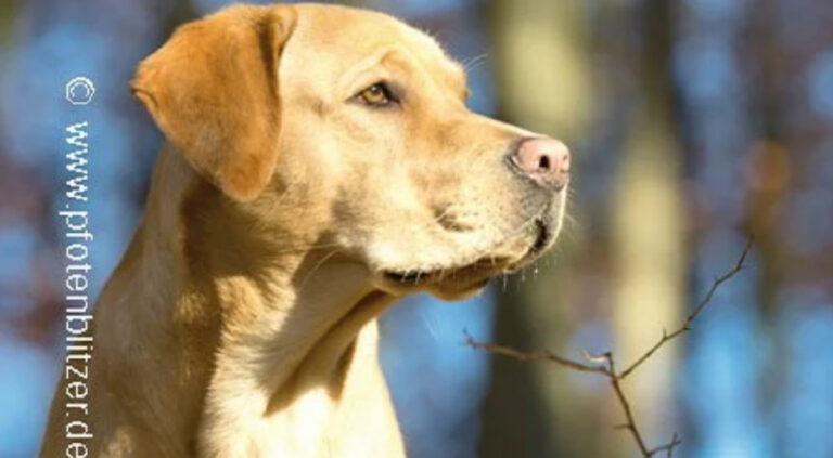 Die 10 besten Tierärzte in Stuttgart Insgesamt haben wir 35 Tierärzte mit 6.234 Bewertungen gefunden Stadtteile Sortierung & Filter auf Karte 1 Bewertungsdurchschnitt 4,88211 Bewertungen auf 3 Portalen 196 TOP Bewertungen Dr. Corinna Marquis Tierarzt Augustenstr. 106, 70197 Stuttgart (West) Tierarzt • Tierarzt Klein- und Haustiere • Hausbesuche keine Öffungszeiten angegeben Kunden sagen: Wartezeiten Gefühl Tierärztin Details anzeigenAnbieter vergleichen 2 Bewertungsdurchschnitt 4,90117 Bewertungen auf 3 Portalen 103 TOP Bewertungen Dr.Schröer Nicola Tierarztpraxis Tierärzte Kirchheimer Str. 77, 70619 Stuttgart (Sillenbuch) Tierarzt • Tierarzt Zahnheilkunde • Tierchirurgie geöffnet, schließt in 1 Stunde und 19 Minuten Kunden sagen: Praxis Hund Details anzeigenAnbieter vergleichen 3 Bewertungsdurchschnitt 4,84204 Bewertungen auf 5 Portalen 182 TOP Bewertungen Tierärztliche Gemeinschaftspraxis MVDr. Marek Benetka & Claudia Brüning Griegstr. 27c, 70195 Stuttgart (Botnang) Tierarzt • EKG • Futtermittelberatung geöffnet, schließt in 2 Stunden und 19 Minuten Kunden sagen: Tier Praxis Katze Details anzeigenAnbieter vergleichen 4 Bewertungsdurchschnitt 4,83628 Bewertungen auf 6 Portalen 559 TOP Bewertungen Dr. Stephan Schroth Kleintierpraxis Alte Weinsteige 100, 70597 Stuttgart (Degerloch) Tierarzt Klein- und Haustiere • Tierarzt geöffnet, schließt in 2 Stunden und 19 Minuten Kunden sagen: Herrchen Praxispersonal Behandlungen Details anzeigenAnbieter vergleichen 5 Bewertungsdurchschnitt 4,84150 Bewertungen auf 2 Portalen 135 TOP Bewertungen Gerald Westphal Tierarzt Staufeneckstr. 2, 70469 Stuttgart (Feuerbach) Tierarzt • Tierarzt Klein- und Haustiere keine Öffungszeiten angegeben Kunden sagen: Behandlungen Katerchen Tierarzt Details anzeigenAnbieter vergleichen 6 Bewertungsdurchschnitt 4,801183 Bewertungen auf 2 Portalen 1.077 TOP Bewertung felmo Mobiler Tierarzt Stuttgart Agnesstr. 17, 70597 Stuttgart (Degerloch) Tierarzt • Mobiler Tierarzt • Hausbesuche geöffnet, schließt in 4 Stunden und 19 Minuten Details anzeigenAnbieter vergleichen 7 Bewertungsdurchschnitt 4,80344 Bewertungen auf 5 Portalen 299 TOP Bewertungen Dr. M. Freisleben E. Sigloch Tierärztliche Gemeinschaftspraxis Stammheimer Str. 31, 70435 Stuttgart (Zuffenhausen) Tierarzt geschlossen, öffnet in 19 Minuten Kunden sagen: Behandlungsmethoden Vierbeiner Ärzte Details anzeigenAnbieter vergleichen 8 Bewertungsdurchschnitt 4,80250 Bewertungen auf 3 Portalen 228 TOP Bewertungen Dr.med.vet. Birgit Seiffert Tierärztin Regerstr. 18, 70195 Stuttgart (Botnang) Tierarzt • Anästhesie • Tierchirurgie geschlossen, öffnet in 19 Minuten Kunden sagen: Frauchen Betroffenheit Tierärztin Details anzeigenAnbieter vergleichen 9 Bewertungsdurchschnitt 4,80180 Bewertungen auf einem Portal 160 TOP Bewertungen Tierarztpraxis Weinmann Stuttgart Schloßstr. 58, 70176 Stuttgart (West) Tierarzt geöffnet, schließt in 2 Stunden und 19 Minuten Details anzeigenAnbieter vergleichen 10 Bewertungsdurchschnitt 4,79243 Bewertungen auf 4 Portalen 216 TOP Bewertungen Dr. D. Späth Kleintierpraxis Rembrandtstr. 15, 70567 Stuttgart (Möhringen) Tierarzt Klein- und Haustiere • Tierarzt geöffnet, schließt in 3 Stunden und 19 Minuten Kunden sagen: Katerchen Behandlungsmöglichkeiten Tierärztin Details anzeigenAnbieter vergleichen Ganz einfach mehrere Anbieter anfragen und Zeit & Geld sparenJetzt Angebotsvergleich starten Bewertungsdurchschnitt 4,77180 Bewertungen auf 4 Portalen 160 TOP Bewertungen Priv.-Doz. Dr. med.vet. Birgit Drescher Kleintierpraxis Bientzlestr. 14, 70599 Stuttgart (Birkach) Tierarzt • Tierarzt Klein- und Haustiere geschlossen, öffnet in 19 Minuten Kunden sagen: Kaninchen Belegschaft Tierärztin Details anzeigenAnbieter vergleichen Bewertungsdurchschnitt 4,8193 Bewertungen auf 2 Portalen 82 TOP Bewertungen Tierarztpraxis am Wormser Platz Tierarzt Deidesheimer Str. 15, 70499 Stuttgart (Weilimdorf) Tierarzt • Bildgebende Diagnostik • Tierchirurgie geschlossen, öffnet in 49 Minuten Kunden sagen: Herz Praxis Details anzeigenAnbieter vergleichen Bewertungsdurchschnitt 4,70320 Bewertungen auf 6 Portalen 288 TOP Bewertungen Petra Morlock Tierärztin Julius-Hölder-Str. 60, 70597 Stuttgart (Degerloch) Tierarzt • Anästhesie • Tierchirurgie geschlossen, öffnet in 18 Stunden und 19 Minuten Kunden sagen: Frauchen Tierchen Tierärztin Details anzeigenAnbieter vergleichen Bewertungsdurchschnitt 4,8159 Bewertungen auf 4 Portalen 54 TOP Bewertungen Tierärztliche Gemeinschaftspraxis Burgsmüller und Preßler Praxis für Kleintiere Paprikastr. 14, 70619 Stuttgart (Heumaden) Tierarzt Klein- und Haustiere • Tierarzt geöffnet, schließt in 2 Stunden und 19 Minuten Kunden sagen: Ärztinnen Patienten Team Details anzeigenAnbieter vergleichen Bewertungsdurchschnitt 5,0020 Bewertungen auf einem Portal 19 TOP Bewertungen Praxis für Tierchiropraktik Carola Kilian Lindpaintnerstr. 40, 70195 Stuttgart (Botnang) Tierarzt keine Öffungszeiten angegeben Details anzeigenAnbieter vergleichen Bewertungsdurchschnitt 5,0018 Bewertungen auf einem Portal Dr. Wolfgang Sinzinger Tierarzt Hermann-Fein-Str., 70599 Stuttgart (Plieningen) Tierarzt Chirurgie geöffnet, schließt in 3 Stunden und 19 Minuten Kunden sagen: Erstuntersuchung Vorgehensweise Leiden Details anzeigenAnbieter vergleichen Bewertungsdurchschnitt 4,61287 Bewertungen auf 4 Portalen 253 TOP Bewertungen Klaus Senger Tierarzt Kleintierpraxis Smaragdweg 1, 70174 Stuttgart (Nord) Tierarzt • Tierarzt Klein- und Haustiere • Hausbesuche geöffnet, schließt in 3 Stunden und 19 Minuten Kunden sagen: Mitarbeiterinnen Katerchen Wartebereich Details anzeigenAnbieter vergleichen Bewertungsdurchschnitt 4,56460 Bewertungen auf 6 Portalen 368 TOP Bewertungen Dr. med. vet. Jennifer Bendel Tierärztin Münchinger Str. 4, 70439 Stuttgart (Stammheim) Tierarzt • Tierarzt Klein- und Haustiere geöffnet, schließt in 3 Stunden und 19 Minuten Kunden sagen: Meerschweinchen Unsicherheiten Tierärztin Details anzeigenAnbieter vergleichen Bewertungsdurchschnitt 5,006 Bewertungen auf 2 Portalen 6 TOP Bewertungen Ursula Häfner Praktische Tierärztin Schlotterbeckstr. 19, 70327 Stuttgart (Untertürkheim) Tierarzt keine Öffungszeiten angegeben Kunden sagen: Herz Adresse Beratung Details anzeigenAnbieter vergleichen Bewertungsdurchschnitt 4,47284 Bewertungen auf 6 Portalen 236 TOP Bewertungen M. Ernst Dres. E. Kleintierpraxis Birkenwaldstr. 214, 70191 Stuttgart (Nord) Tierklinik • Tierarzt Klein- und Haustiere • Tierarzt geöffnet, schließt in 2 Stunden und 19 Minuten Kunden sagen: Herrchen Praxispersonal Selbstverständlichkeit Details anzeigenAnbieter vergleichen Bewertungsdurchschnitt 5,002 Bewertungen auf einem Portal 2 TOP Bewertungen Tierarztpraxis in Plieningen Dr. Ute Wörz Schilfweg 11, 70599 Stuttgart (Plieningen) Tierarzt geöffnet, schließt in 2 Stunden und 19 Minuten Kunden sagen: Praxis Tierärztinnen Hündin Details anzeigenAnbieter vergleichen Bewertungsdurchschnitt 4,48130 Bewertungen auf 3 Portalen 105 TOP Bewertungen tierarztpraxis-milz.de Masurenstr. 12, 70374 Stuttgart (Bad Cannstatt) Zoologischer Bedarf • Tierarzt geschlossen, öffnet in 2 Tage und 15 Stunden Kunden sagen: Hinterbeinen Terminvereinbarungen Tierärztin Details anzeigenAnbieter vergleichen Bewertungsdurchschnitt 5,00eine Bewertung auf einem Portal 1 TOP Bewertung Dr. med. Sunayana Mitra Fachtierärztin für Kleintiere Bussenstr. 23, 70184 Stuttgart (Ost) Tierarzt Klein- und Haustiere geöffnet, schließt in 3 Stunden und 19 Minuten Details anzeigenAnbieter vergleichen Bewertungsdurchschnitt 5,00eine Bewertung auf einem Portal 1 TOP Bewertung Fuchs Nicole Suzanne Wau Wau Wellness - Tierheilpraxis Birkenwaldstr. 126, 70191 Stuttgart (Nord) Tierarzt • Tierheilpraktiker • Schönheitsfarm geöffnet, schließt in 3 Stunden und 19 Minuten Details anzeigenAnbieter vergleichen Bewertungsdurchschnitt 4,44116 Bewertungen auf 4 Portalen 84 TOP Bewertungen Dr. Angelika Schnepf-Vockrodt Tierärztin Hauptstr. 56A, 70563 Stuttgart (Vaihingen) Tierarzt geschlossen, öffnet in 1 Stunde und 19 Minuten Kunden sagen: Tierärztin Behandlung Einfühlungsvermögen Details anzeigenAnbieter vergleichen Bewertungsdurchschnitt 4,41103 Bewertungen auf 3 Portalen 84 TOP Bewertungen Dr.med.vet. Anke Lotze Tierarztpraxis Burgenlandstr. 66, 70469 Stuttgart (Feuerbach) Tierarzt Klein- und Haustiere • Tierarzt geöffnet, schließt in 2 Stunden und 19 Minuten Kunden sagen: Tierärztin Termin Erwähnenswert Unverträglichkeiten Details anzeigenAnbieter vergleichen Bewertungsdurchschnitt 4,25221 Bewertungen auf 5 Portalen 175 TOP Bewertungen Dr.med.vet. Jörg Richter Haußmannstr. 214, 70188 Stuttgart (Ost) Tierarzt • Tierarzt Klein- und Haustiere • Tierarzt Homöopathie geöffnet, schließt in 2 Stunden und 19 Minuten Kunden sagen: Meerschweinchen Mitarbeiterinnen Behandlungen Details anzeigenAnbieter vergleichen Bewertungsdurchschnitt 4,2024 Bewertungen auf einem Portal 18 TOP Bewertungen Fritz Groß prakt. Tierarzt Sachsenstr. 9A, 70435 Stuttgart (Zuffenhausen) Tierarzt geschlossen, öffnet in 18 Stunden und 19 Minuten Kunden sagen: Untersuchungen Zunge Terminvereinbarung Details anzeigenAnbieter vergleichen Bewertungsdurchschnitt 3,79316 Bewertungen auf 2 Portalen 186 TOP Bewertungen Tiermedizinisches Zentrum Industriestr. 3, 70565 Stuttgart (Vaihingen) Tierarzt • Tierklinik • Notdienst geöffnet, schließt in 4 Stunden und 19 Minuten Details anzeigenAnbieter vergleichen Bewertungsdurchschnitt 3,8076 Bewertungen auf einem Portal 41 TOP Bewertungen Fritz Groß Tierarzt Erbsenbrunnengasse 17, 70372 Stuttgart (Bad Cannstatt) Tierarzt keine Öffungszeiten angegeben Kunden sagen: Tierarzt Termin Wartezeit Details anzeigenAnbieter vergleichen Bewertungsdurchschnitt 3,002 Bewertungen auf 2 Portalen Ute Wörz-Pagenstert Kleintierpraxis Schilfweg 11, 70599 Stuttgart (Plieningen) Tierarzt • Tierarzt Klein- und Haustiere geöffnet, schließt in 2 Stunden und 19 Minuten Details anzeigenAnbieter vergleichen Bewertungsdurchschnitt 2,005 Bewertungen auf einem Portal 1 TOP Bewertung Dr. Peter Himmelsbach Tierarzt Hermann-Fein-Str., 70599 Stuttgart (Plieningen) Tierarzt Klein- und Haustiere • Tierklinik keine Öffungszeiten angegeben Kunden sagen: Hilfe Schmerzen Tagen Details anzeigenAnbieter vergleichen Bewertungsdurchschnitt 0,00keine Bewertungen HEILAND VET Vertriebsgesellschaft mbH & Co KG 70499 Stuttgart Online-Shop • Pharmazie • Tierarzt geöffnet, schließt in 1 Stunde und 19 Minuten Details anzeigenAnbieter vergleichen Bewertungsdurchschnitt 0,00keine Bewertungen Nina Müller Tierärztin Bussenstr. 23, 70184 Stuttgart (Ost) Tierarzt Klein- und Haustiere keine Öffungszeiten angegeben Details anzeigenAnbieter vergleichen Bewertungsdurchschnitt 0,00keine Bewertungen Sonja Sinzinger Tierärztin Hermann-Fein-Str., 70599 Stuttgart (Plieningen) Tierarzt Zahnheilkunde • Tierarzt keine Öffungszeiten angegeben Kunden sagen: Hilfe Vertrauens Nagetieren Details anzeigenAnbieter vergleichen