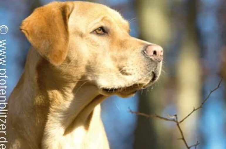 Die 10 besten Tierärzte in Stuttgart Insgesamt haben wir 35 Tierärzte mit 6.234 Bewertungen gefunden Stadtteile Sortierung & Filter auf Karte 1 Bewertungsdurchschnitt 4,88211 Bewertungen auf 3 Portalen 196 TOP Bewertungen Dr. Corinna Marquis Tierarzt Augustenstr. 106, 70197 Stuttgart (West) Tierarzt • Tierarzt Klein- und Haustiere • Hausbesuche keine Öffungszeiten angegeben Kunden sagen: Wartezeiten Gefühl Tierärztin Details anzeigenAnbieter vergleichen 2 Bewertungsdurchschnitt 4,90117 Bewertungen auf 3 Portalen 103 TOP Bewertungen Dr.Schröer Nicola Tierarztpraxis Tierärzte Kirchheimer Str. 77, 70619 Stuttgart (Sillenbuch) Tierarzt • Tierarzt Zahnheilkunde • Tierchirurgie geöffnet, schließt in 1 Stunde und 19 Minuten Kunden sagen: Praxis Hund Details anzeigenAnbieter vergleichen 3 Bewertungsdurchschnitt 4,84204 Bewertungen auf 5 Portalen 182 TOP Bewertungen Tierärztliche Gemeinschaftspraxis MVDr. Marek Benetka & Claudia Brüning Griegstr. 27c, 70195 Stuttgart (Botnang) Tierarzt • EKG • Futtermittelberatung geöffnet, schließt in 2 Stunden und 19 Minuten Kunden sagen: Tier Praxis Katze Details anzeigenAnbieter vergleichen 4 Bewertungsdurchschnitt 4,83628 Bewertungen auf 6 Portalen 559 TOP Bewertungen Dr. Stephan Schroth Kleintierpraxis Alte Weinsteige 100, 70597 Stuttgart (Degerloch) Tierarzt Klein- und Haustiere • Tierarzt geöffnet, schließt in 2 Stunden und 19 Minuten Kunden sagen: Herrchen Praxispersonal Behandlungen Details anzeigenAnbieter vergleichen 5 Bewertungsdurchschnitt 4,84150 Bewertungen auf 2 Portalen 135 TOP Bewertungen Gerald Westphal Tierarzt Staufeneckstr. 2, 70469 Stuttgart (Feuerbach) Tierarzt • Tierarzt Klein- und Haustiere keine Öffungszeiten angegeben Kunden sagen: Behandlungen Katerchen Tierarzt Details anzeigenAnbieter vergleichen 6 Bewertungsdurchschnitt 4,801183 Bewertungen auf 2 Portalen 1.077 TOP Bewertung felmo Mobiler Tierarzt Stuttgart Agnesstr. 17, 70597 Stuttgart (Degerloch) Tierarzt • Mobiler Tierarzt • Hausbesuche geöffnet, schließt in 4 Stunden und 19 Minuten Details anzeigenAnbieter vergleichen 7 Bewertungsdurchschnitt 4,80344 Bewertungen auf 5 Portalen 299 TOP Bewertungen Dr. M. Freisleben E. Sigloch Tierärztliche Gemeinschaftspraxis Stammheimer Str. 31, 70435 Stuttgart (Zuffenhausen) Tierarzt geschlossen, öffnet in 19 Minuten Kunden sagen: Behandlungsmethoden Vierbeiner Ärzte Details anzeigenAnbieter vergleichen 8 Bewertungsdurchschnitt 4,80250 Bewertungen auf 3 Portalen 228 TOP Bewertungen Dr.med.vet. Birgit Seiffert Tierärztin Regerstr. 18, 70195 Stuttgart (Botnang) Tierarzt • Anästhesie • Tierchirurgie geschlossen, öffnet in 19 Minuten Kunden sagen: Frauchen Betroffenheit Tierärztin Details anzeigenAnbieter vergleichen 9 Bewertungsdurchschnitt 4,80180 Bewertungen auf einem Portal 160 TOP Bewertungen Tierarztpraxis Weinmann Stuttgart Schloßstr. 58, 70176 Stuttgart (West) Tierarzt geöffnet, schließt in 2 Stunden und 19 Minuten Details anzeigenAnbieter vergleichen 10 Bewertungsdurchschnitt 4,79243 Bewertungen auf 4 Portalen 216 TOP Bewertungen Dr. D. Späth Kleintierpraxis Rembrandtstr. 15, 70567 Stuttgart (Möhringen) Tierarzt Klein- und Haustiere • Tierarzt geöffnet, schließt in 3 Stunden und 19 Minuten Kunden sagen: Katerchen Behandlungsmöglichkeiten Tierärztin Details anzeigenAnbieter vergleichen Ganz einfach mehrere Anbieter anfragen und Zeit & Geld sparenJetzt Angebotsvergleich starten Bewertungsdurchschnitt 4,77180 Bewertungen auf 4 Portalen 160 TOP Bewertungen Priv.-Doz. Dr. med.vet. Birgit Drescher Kleintierpraxis Bientzlestr. 14, 70599 Stuttgart (Birkach) Tierarzt • Tierarzt Klein- und Haustiere geschlossen, öffnet in 19 Minuten Kunden sagen: Kaninchen Belegschaft Tierärztin Details anzeigenAnbieter vergleichen Bewertungsdurchschnitt 4,8193 Bewertungen auf 2 Portalen 82 TOP Bewertungen Tierarztpraxis am Wormser Platz Tierarzt Deidesheimer Str. 15, 70499 Stuttgart (Weilimdorf) Tierarzt • Bildgebende Diagnostik • Tierchirurgie geschlossen, öffnet in 49 Minuten Kunden sagen: Herz Praxis Details anzeigenAnbieter vergleichen Bewertungsdurchschnitt 4,70320 Bewertungen auf 6 Portalen 288 TOP Bewertungen Petra Morlock Tierärztin Julius-Hölder-Str. 60, 70597 Stuttgart (Degerloch) Tierarzt • Anästhesie • Tierchirurgie geschlossen, öffnet in 18 Stunden und 19 Minuten Kunden sagen: Frauchen Tierchen Tierärztin Details anzeigenAnbieter vergleichen Bewertungsdurchschnitt 4,8159 Bewertungen auf 4 Portalen 54 TOP Bewertungen Tierärztliche Gemeinschaftspraxis Burgsmüller und Preßler Praxis für Kleintiere Paprikastr. 14, 70619 Stuttgart (Heumaden) Tierarzt Klein- und Haustiere • Tierarzt geöffnet, schließt in 2 Stunden und 19 Minuten Kunden sagen: Ärztinnen Patienten Team Details anzeigenAnbieter vergleichen Bewertungsdurchschnitt 5,0020 Bewertungen auf einem Portal 19 TOP Bewertungen Praxis für Tierchiropraktik Carola Kilian Lindpaintnerstr. 40, 70195 Stuttgart (Botnang) Tierarzt keine Öffungszeiten angegeben Details anzeigenAnbieter vergleichen Bewertungsdurchschnitt 5,0018 Bewertungen auf einem Portal Dr. Wolfgang Sinzinger Tierarzt Hermann-Fein-Str., 70599 Stuttgart (Plieningen) Tierarzt Chirurgie geöffnet, schließt in 3 Stunden und 19 Minuten Kunden sagen: Erstuntersuchung Vorgehensweise Leiden Details anzeigenAnbieter vergleichen Bewertungsdurchschnitt 4,61287 Bewertungen auf 4 Portalen 253 TOP Bewertungen Klaus Senger Tierarzt Kleintierpraxis Smaragdweg 1, 70174 Stuttgart (Nord) Tierarzt • Tierarzt Klein- und Haustiere • Hausbesuche geöffnet, schließt in 3 Stunden und 19 Minuten Kunden sagen: Mitarbeiterinnen Katerchen Wartebereich Details anzeigenAnbieter vergleichen Bewertungsdurchschnitt 4,56460 Bewertungen auf 6 Portalen 368 TOP Bewertungen Dr. med. vet. Jennifer Bendel Tierärztin Münchinger Str. 4, 70439 Stuttgart (Stammheim) Tierarzt • Tierarzt Klein- und Haustiere geöffnet, schließt in 3 Stunden und 19 Minuten Kunden sagen: Meerschweinchen Unsicherheiten Tierärztin Details anzeigenAnbieter vergleichen Bewertungsdurchschnitt 5,006 Bewertungen auf 2 Portalen 6 TOP Bewertungen Ursula Häfner Praktische Tierärztin Schlotterbeckstr. 19, 70327 Stuttgart (Untertürkheim) Tierarzt keine Öffungszeiten angegeben Kunden sagen: Herz Adresse Beratung Details anzeigenAnbieter vergleichen Bewertungsdurchschnitt 4,47284 Bewertungen auf 6 Portalen 236 TOP Bewertungen M. Ernst Dres. E. Kleintierpraxis Birkenwaldstr. 214, 70191 Stuttgart (Nord) Tierklinik • Tierarzt Klein- und Haustiere • Tierarzt geöffnet, schließt in 2 Stunden und 19 Minuten Kunden sagen: Herrchen Praxispersonal Selbstverständlichkeit Details anzeigenAnbieter vergleichen Bewertungsdurchschnitt 5,002 Bewertungen auf einem Portal 2 TOP Bewertungen Tierarztpraxis in Plieningen Dr. Ute Wörz Schilfweg 11, 70599 Stuttgart (Plieningen) Tierarzt geöffnet, schließt in 2 Stunden und 19 Minuten Kunden sagen: Praxis Tierärztinnen Hündin Details anzeigenAnbieter vergleichen Bewertungsdurchschnitt 4,48130 Bewertungen auf 3 Portalen 105 TOP Bewertungen tierarztpraxis-milz.de Masurenstr. 12, 70374 Stuttgart (Bad Cannstatt) Zoologischer Bedarf • Tierarzt geschlossen, öffnet in 2 Tage und 15 Stunden Kunden sagen: Hinterbeinen Terminvereinbarungen Tierärztin Details anzeigenAnbieter vergleichen Bewertungsdurchschnitt 5,00eine Bewertung auf einem Portal 1 TOP Bewertung Dr. med. Sunayana Mitra Fachtierärztin für Kleintiere Bussenstr. 23, 70184 Stuttgart (Ost) Tierarzt Klein- und Haustiere geöffnet, schließt in 3 Stunden und 19 Minuten Details anzeigenAnbieter vergleichen Bewertungsdurchschnitt 5,00eine Bewertung auf einem Portal 1 TOP Bewertung Fuchs Nicole Suzanne Wau Wau Wellness - Tierheilpraxis Birkenwaldstr. 126, 70191 Stuttgart (Nord) Tierarzt • Tierheilpraktiker • Schönheitsfarm geöffnet, schließt in 3 Stunden und 19 Minuten Details anzeigenAnbieter vergleichen Bewertungsdurchschnitt 4,44116 Bewertungen auf 4 Portalen 84 TOP Bewertungen Dr. Angelika Schnepf-Vockrodt Tierärztin Hauptstr. 56A, 70563 Stuttgart (Vaihingen) Tierarzt geschlossen, öffnet in 1 Stunde und 19 Minuten Kunden sagen: Tierärztin Behandlung Einfühlungsvermögen Details anzeigenAnbieter vergleichen Bewertungsdurchschnitt 4,41103 Bewertungen auf 3 Portalen 84 TOP Bewertungen Dr.med.vet. Anke Lotze Tierarztpraxis Burgenlandstr. 66, 70469 Stuttgart (Feuerbach) Tierarzt Klein- und Haustiere • Tierarzt geöffnet, schließt in 2 Stunden und 19 Minuten Kunden sagen: Tierärztin Termin Erwähnenswert Unverträglichkeiten Details anzeigenAnbieter vergleichen Bewertungsdurchschnitt 4,25221 Bewertungen auf 5 Portalen 175 TOP Bewertungen Dr.med.vet. Jörg Richter Haußmannstr. 214, 70188 Stuttgart (Ost) Tierarzt • Tierarzt Klein- und Haustiere • Tierarzt Homöopathie geöffnet, schließt in 2 Stunden und 19 Minuten Kunden sagen: Meerschweinchen Mitarbeiterinnen Behandlungen Details anzeigenAnbieter vergleichen Bewertungsdurchschnitt 4,2024 Bewertungen auf einem Portal 18 TOP Bewertungen Fritz Groß prakt. Tierarzt Sachsenstr. 9A, 70435 Stuttgart (Zuffenhausen) Tierarzt geschlossen, öffnet in 18 Stunden und 19 Minuten Kunden sagen: Untersuchungen Zunge Terminvereinbarung Details anzeigenAnbieter vergleichen Bewertungsdurchschnitt 3,79316 Bewertungen auf 2 Portalen 186 TOP Bewertungen Tiermedizinisches Zentrum Industriestr. 3, 70565 Stuttgart (Vaihingen) Tierarzt • Tierklinik • Notdienst geöffnet, schließt in 4 Stunden und 19 Minuten Details anzeigenAnbieter vergleichen Bewertungsdurchschnitt 3,8076 Bewertungen auf einem Portal 41 TOP Bewertungen Fritz Groß Tierarzt Erbsenbrunnengasse 17, 70372 Stuttgart (Bad Cannstatt) Tierarzt keine Öffungszeiten angegeben Kunden sagen: Tierarzt Termin Wartezeit Details anzeigenAnbieter vergleichen Bewertungsdurchschnitt 3,002 Bewertungen auf 2 Portalen Ute Wörz-Pagenstert Kleintierpraxis Schilfweg 11, 70599 Stuttgart (Plieningen) Tierarzt • Tierarzt Klein- und Haustiere geöffnet, schließt in 2 Stunden und 19 Minuten Details anzeigenAnbieter vergleichen Bewertungsdurchschnitt 2,005 Bewertungen auf einem Portal 1 TOP Bewertung Dr. Peter Himmelsbach Tierarzt Hermann-Fein-Str., 70599 Stuttgart (Plieningen) Tierarzt Klein- und Haustiere • Tierklinik keine Öffungszeiten angegeben Kunden sagen: Hilfe Schmerzen Tagen Details anzeigenAnbieter vergleichen Bewertungsdurchschnitt 0,00keine Bewertungen HEILAND VET Vertriebsgesellschaft mbH & Co KG 70499 Stuttgart Online-Shop • Pharmazie • Tierarzt geöffnet, schließt in 1 Stunde und 19 Minuten Details anzeigenAnbieter vergleichen Bewertungsdurchschnitt 0,00keine Bewertungen Nina Müller Tierärztin Bussenstr. 23, 70184 Stuttgart (Ost) Tierarzt Klein- und Haustiere keine Öffungszeiten angegeben Details anzeigenAnbieter vergleichen Bewertungsdurchschnitt 0,00keine Bewertungen Sonja Sinzinger Tierärztin Hermann-Fein-Str., 70599 Stuttgart (Plieningen) Tierarzt Zahnheilkunde • Tierarzt keine Öffungszeiten angegeben Kunden sagen: Hilfe Vertrauens Nagetieren Details anzeigenAnbieter vergleichen