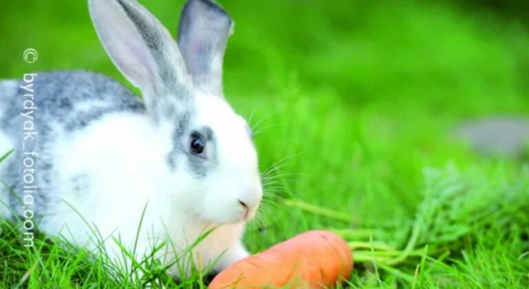 Die 10 besten Tierärzte in Stuttgart Insgesamt haben wir 35 Tierärzte mit 6.234 Bewertungen gefunden Stadtteile Sortierung & Filter auf Karte 1 Bewertungsdurchschnitt 4,88211 Bewertungen auf 3 Portalen 196 TOP Bewertungen Dr. Corinna Marquis Tierarzt Augustenstr. 106, 70197 Stuttgart (West) Tierarzt • Tierarzt Klein- und Haustiere • Hausbesuche keine Öffungszeiten angegeben Kunden sagen: Wartezeiten Gefühl Tierärztin Details anzeigenAnbieter vergleichen 2 Bewertungsdurchschnitt 4,90117 Bewertungen auf 3 Portalen 103 TOP Bewertungen Dr.Schröer Nicola Tierarztpraxis Tierärzte Kirchheimer Str. 77, 70619 Stuttgart (Sillenbuch) Tierarzt • Tierarzt Zahnheilkunde • Tierchirurgie geöffnet, schließt in 1 Stunde und 19 Minuten Kunden sagen: Praxis Hund Details anzeigenAnbieter vergleichen 3 Bewertungsdurchschnitt 4,84204 Bewertungen auf 5 Portalen 182 TOP Bewertungen Tierärztliche Gemeinschaftspraxis MVDr. Marek Benetka & Claudia Brüning Griegstr. 27c, 70195 Stuttgart (Botnang) Tierarzt • EKG • Futtermittelberatung geöffnet, schließt in 2 Stunden und 19 Minuten Kunden sagen: Tier Praxis Katze Details anzeigenAnbieter vergleichen 4 Bewertungsdurchschnitt 4,83628 Bewertungen auf 6 Portalen 559 TOP Bewertungen Dr. Stephan Schroth Kleintierpraxis Alte Weinsteige 100, 70597 Stuttgart (Degerloch) Tierarzt Klein- und Haustiere • Tierarzt geöffnet, schließt in 2 Stunden und 19 Minuten Kunden sagen: Herrchen Praxispersonal Behandlungen Details anzeigenAnbieter vergleichen 5 Bewertungsdurchschnitt 4,84150 Bewertungen auf 2 Portalen 135 TOP Bewertungen Gerald Westphal Tierarzt Staufeneckstr. 2, 70469 Stuttgart (Feuerbach) Tierarzt • Tierarzt Klein- und Haustiere keine Öffungszeiten angegeben Kunden sagen: Behandlungen Katerchen Tierarzt Details anzeigenAnbieter vergleichen 6 Bewertungsdurchschnitt 4,801183 Bewertungen auf 2 Portalen 1.077 TOP Bewertung felmo Mobiler Tierarzt Stuttgart Agnesstr. 17, 70597 Stuttgart (Degerloch) Tierarzt • Mobiler Tierarzt • Hausbesuche geöffnet, schließt in 4 Stunden und 19 Minuten Details anzeigenAnbieter vergleichen 7 Bewertungsdurchschnitt 4,80344 Bewertungen auf 5 Portalen 299 TOP Bewertungen Dr. M. Freisleben E. Sigloch Tierärztliche Gemeinschaftspraxis Stammheimer Str. 31, 70435 Stuttgart (Zuffenhausen) Tierarzt geschlossen, öffnet in 19 Minuten Kunden sagen: Behandlungsmethoden Vierbeiner Ärzte Details anzeigenAnbieter vergleichen 8 Bewertungsdurchschnitt 4,80250 Bewertungen auf 3 Portalen 228 TOP Bewertungen Dr.med.vet. Birgit Seiffert Tierärztin Regerstr. 18, 70195 Stuttgart (Botnang) Tierarzt • Anästhesie • Tierchirurgie geschlossen, öffnet in 19 Minuten Kunden sagen: Frauchen Betroffenheit Tierärztin Details anzeigenAnbieter vergleichen 9 Bewertungsdurchschnitt 4,80180 Bewertungen auf einem Portal 160 TOP Bewertungen Tierarztpraxis Weinmann Stuttgart Schloßstr. 58, 70176 Stuttgart (West) Tierarzt geöffnet, schließt in 2 Stunden und 19 Minuten Details anzeigenAnbieter vergleichen 10 Bewertungsdurchschnitt 4,79243 Bewertungen auf 4 Portalen 216 TOP Bewertungen Dr. D. Späth Kleintierpraxis Rembrandtstr. 15, 70567 Stuttgart (Möhringen) Tierarzt Klein- und Haustiere • Tierarzt geöffnet, schließt in 3 Stunden und 19 Minuten Kunden sagen: Katerchen Behandlungsmöglichkeiten Tierärztin Details anzeigenAnbieter vergleichen Ganz einfach mehrere Anbieter anfragen und Zeit & Geld sparenJetzt Angebotsvergleich starten Bewertungsdurchschnitt 4,77180 Bewertungen auf 4 Portalen 160 TOP Bewertungen Priv.-Doz. Dr. med.vet. Birgit Drescher Kleintierpraxis Bientzlestr. 14, 70599 Stuttgart (Birkach) Tierarzt • Tierarzt Klein- und Haustiere geschlossen, öffnet in 19 Minuten Kunden sagen: Kaninchen Belegschaft Tierärztin Details anzeigenAnbieter vergleichen Bewertungsdurchschnitt 4,8193 Bewertungen auf 2 Portalen 82 TOP Bewertungen Tierarztpraxis am Wormser Platz Tierarzt Deidesheimer Str. 15, 70499 Stuttgart (Weilimdorf) Tierarzt • Bildgebende Diagnostik • Tierchirurgie geschlossen, öffnet in 49 Minuten Kunden sagen: Herz Praxis Details anzeigenAnbieter vergleichen Bewertungsdurchschnitt 4,70320 Bewertungen auf 6 Portalen 288 TOP Bewertungen Petra Morlock Tierärztin Julius-Hölder-Str. 60, 70597 Stuttgart (Degerloch) Tierarzt • Anästhesie • Tierchirurgie geschlossen, öffnet in 18 Stunden und 19 Minuten Kunden sagen: Frauchen Tierchen Tierärztin Details anzeigenAnbieter vergleichen Bewertungsdurchschnitt 4,8159 Bewertungen auf 4 Portalen 54 TOP Bewertungen Tierärztliche Gemeinschaftspraxis Burgsmüller und Preßler Praxis für Kleintiere Paprikastr. 14, 70619 Stuttgart (Heumaden) Tierarzt Klein- und Haustiere • Tierarzt geöffnet, schließt in 2 Stunden und 19 Minuten Kunden sagen: Ärztinnen Patienten Team Details anzeigenAnbieter vergleichen Bewertungsdurchschnitt 5,0020 Bewertungen auf einem Portal 19 TOP Bewertungen Praxis für Tierchiropraktik Carola Kilian Lindpaintnerstr. 40, 70195 Stuttgart (Botnang) Tierarzt keine Öffungszeiten angegeben Details anzeigenAnbieter vergleichen Bewertungsdurchschnitt 5,0018 Bewertungen auf einem Portal Dr. Wolfgang Sinzinger Tierarzt Hermann-Fein-Str., 70599 Stuttgart (Plieningen) Tierarzt Chirurgie geöffnet, schließt in 3 Stunden und 19 Minuten Kunden sagen: Erstuntersuchung Vorgehensweise Leiden Details anzeigenAnbieter vergleichen Bewertungsdurchschnitt 4,61287 Bewertungen auf 4 Portalen 253 TOP Bewertungen Klaus Senger Tierarzt Kleintierpraxis Smaragdweg 1, 70174 Stuttgart (Nord) Tierarzt • Tierarzt Klein- und Haustiere • Hausbesuche geöffnet, schließt in 3 Stunden und 19 Minuten Kunden sagen: Mitarbeiterinnen Katerchen Wartebereich Details anzeigenAnbieter vergleichen Bewertungsdurchschnitt 4,56460 Bewertungen auf 6 Portalen 368 TOP Bewertungen Dr. med. vet. Jennifer Bendel Tierärztin Münchinger Str. 4, 70439 Stuttgart (Stammheim) Tierarzt • Tierarzt Klein- und Haustiere geöffnet, schließt in 3 Stunden und 19 Minuten Kunden sagen: Meerschweinchen Unsicherheiten Tierärztin Details anzeigenAnbieter vergleichen Bewertungsdurchschnitt 5,006 Bewertungen auf 2 Portalen 6 TOP Bewertungen Ursula Häfner Praktische Tierärztin Schlotterbeckstr. 19, 70327 Stuttgart (Untertürkheim) Tierarzt keine Öffungszeiten angegeben Kunden sagen: Herz Adresse Beratung Details anzeigenAnbieter vergleichen Bewertungsdurchschnitt 4,47284 Bewertungen auf 6 Portalen 236 TOP Bewertungen M. Ernst Dres. E. Kleintierpraxis Birkenwaldstr. 214, 70191 Stuttgart (Nord) Tierklinik • Tierarzt Klein- und Haustiere • Tierarzt geöffnet, schließt in 2 Stunden und 19 Minuten Kunden sagen: Herrchen Praxispersonal Selbstverständlichkeit Details anzeigenAnbieter vergleichen Bewertungsdurchschnitt 5,002 Bewertungen auf einem Portal 2 TOP Bewertungen Tierarztpraxis in Plieningen Dr. Ute Wörz Schilfweg 11, 70599 Stuttgart (Plieningen) Tierarzt geöffnet, schließt in 2 Stunden und 19 Minuten Kunden sagen: Praxis Tierärztinnen Hündin Details anzeigenAnbieter vergleichen Bewertungsdurchschnitt 4,48130 Bewertungen auf 3 Portalen 105 TOP Bewertungen tierarztpraxis-milz.de Masurenstr. 12, 70374 Stuttgart (Bad Cannstatt) Zoologischer Bedarf • Tierarzt geschlossen, öffnet in 2 Tage und 15 Stunden Kunden sagen: Hinterbeinen Terminvereinbarungen Tierärztin Details anzeigenAnbieter vergleichen Bewertungsdurchschnitt 5,00eine Bewertung auf einem Portal 1 TOP Bewertung Dr. med. Sunayana Mitra Fachtierärztin für Kleintiere Bussenstr. 23, 70184 Stuttgart (Ost) Tierarzt Klein- und Haustiere geöffnet, schließt in 3 Stunden und 19 Minuten Details anzeigenAnbieter vergleichen Bewertungsdurchschnitt 5,00eine Bewertung auf einem Portal 1 TOP Bewertung Fuchs Nicole Suzanne Wau Wau Wellness - Tierheilpraxis Birkenwaldstr. 126, 70191 Stuttgart (Nord) Tierarzt • Tierheilpraktiker • Schönheitsfarm geöffnet, schließt in 3 Stunden und 19 Minuten Details anzeigenAnbieter vergleichen Bewertungsdurchschnitt 4,44116 Bewertungen auf 4 Portalen 84 TOP Bewertungen Dr. Angelika Schnepf-Vockrodt Tierärztin Hauptstr. 56A, 70563 Stuttgart (Vaihingen) Tierarzt geschlossen, öffnet in 1 Stunde und 19 Minuten Kunden sagen: Tierärztin Behandlung Einfühlungsvermögen Details anzeigenAnbieter vergleichen Bewertungsdurchschnitt 4,41103 Bewertungen auf 3 Portalen 84 TOP Bewertungen Dr.med.vet. Anke Lotze Tierarztpraxis Burgenlandstr. 66, 70469 Stuttgart (Feuerbach) Tierarzt Klein- und Haustiere • Tierarzt geöffnet, schließt in 2 Stunden und 19 Minuten Kunden sagen: Tierärztin Termin Erwähnenswert Unverträglichkeiten Details anzeigenAnbieter vergleichen Bewertungsdurchschnitt 4,25221 Bewertungen auf 5 Portalen 175 TOP Bewertungen Dr.med.vet. Jörg Richter Haußmannstr. 214, 70188 Stuttgart (Ost) Tierarzt • Tierarzt Klein- und Haustiere • Tierarzt Homöopathie geöffnet, schließt in 2 Stunden und 19 Minuten Kunden sagen: Meerschweinchen Mitarbeiterinnen Behandlungen Details anzeigenAnbieter vergleichen Bewertungsdurchschnitt 4,2024 Bewertungen auf einem Portal 18 TOP Bewertungen Fritz Groß prakt. Tierarzt Sachsenstr. 9A, 70435 Stuttgart (Zuffenhausen) Tierarzt geschlossen, öffnet in 18 Stunden und 19 Minuten Kunden sagen: Untersuchungen Zunge Terminvereinbarung Details anzeigenAnbieter vergleichen Bewertungsdurchschnitt 3,79316 Bewertungen auf 2 Portalen 186 TOP Bewertungen Tiermedizinisches Zentrum Industriestr. 3, 70565 Stuttgart (Vaihingen) Tierarzt • Tierklinik • Notdienst geöffnet, schließt in 4 Stunden und 19 Minuten Details anzeigenAnbieter vergleichen Bewertungsdurchschnitt 3,8076 Bewertungen auf einem Portal 41 TOP Bewertungen Fritz Groß Tierarzt Erbsenbrunnengasse 17, 70372 Stuttgart (Bad Cannstatt) Tierarzt keine Öffungszeiten angegeben Kunden sagen: Tierarzt Termin Wartezeit Details anzeigenAnbieter vergleichen Bewertungsdurchschnitt 3,002 Bewertungen auf 2 Portalen Ute Wörz-Pagenstert Kleintierpraxis Schilfweg 11, 70599 Stuttgart (Plieningen) Tierarzt • Tierarzt Klein- und Haustiere geöffnet, schließt in 2 Stunden und 19 Minuten Details anzeigenAnbieter vergleichen Bewertungsdurchschnitt 2,005 Bewertungen auf einem Portal 1 TOP Bewertung Dr. Peter Himmelsbach Tierarzt Hermann-Fein-Str., 70599 Stuttgart (Plieningen) Tierarzt Klein- und Haustiere • Tierklinik keine Öffungszeiten angegeben Kunden sagen: Hilfe Schmerzen Tagen Details anzeigenAnbieter vergleichen Bewertungsdurchschnitt 0,00keine Bewertungen HEILAND VET Vertriebsgesellschaft mbH & Co KG 70499 Stuttgart Online-Shop • Pharmazie • Tierarzt geöffnet, schließt in 1 Stunde und 19 Minuten Details anzeigenAnbieter vergleichen Bewertungsdurchschnitt 0,00keine Bewertungen Nina Müller Tierärztin Bussenstr. 23, 70184 Stuttgart (Ost) Tierarzt Klein- und Haustiere keine Öffungszeiten angegeben Details anzeigenAnbieter vergleichen Bewertungsdurchschnitt 0,00keine Bewertungen Sonja Sinzinger Tierärztin Hermann-Fein-Str., 70599 Stuttgart (Plieningen) Tierarzt Zahnheilkunde • Tierarzt keine Öffungszeiten angegeben Kunden sagen: Hilfe Vertrauens Nagetieren Details anzeigenAnbieter vergleichen