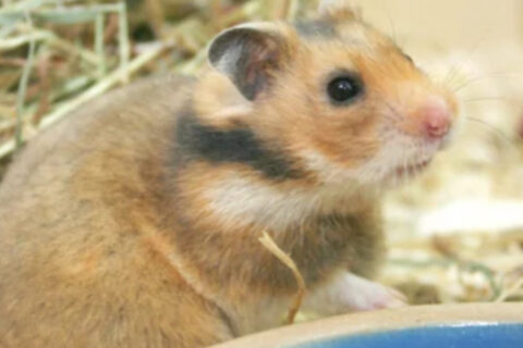 Hamster