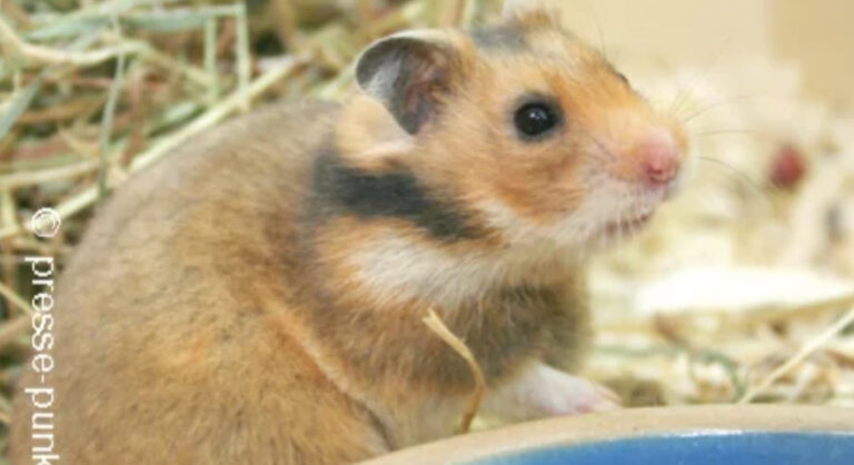 Hamster