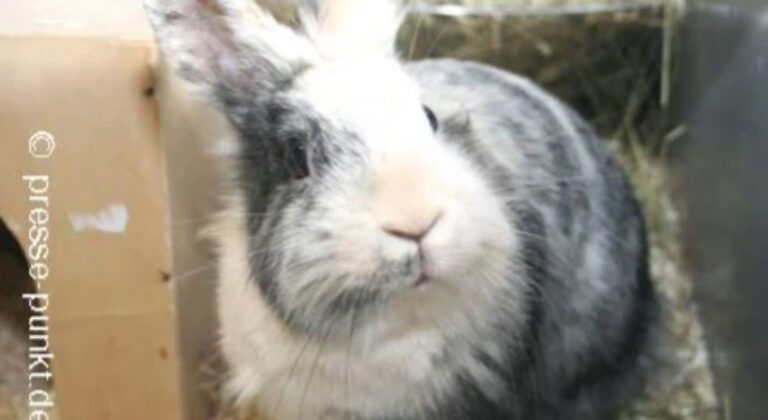 Die 10 besten Tierärzte in Stuttgart Insgesamt haben wir 35 Tierärzte mit 6.234 Bewertungen gefunden Stadtteile Sortierung & Filter auf Karte 1 Bewertungsdurchschnitt 4,88211 Bewertungen auf 3 Portalen 196 TOP Bewertungen Dr. Corinna Marquis Tierarzt Augustenstr. 106, 70197 Stuttgart (West) Tierarzt • Tierarzt Klein- und Haustiere • Hausbesuche keine Öffungszeiten angegeben Kunden sagen: Wartezeiten Gefühl Tierärztin Details anzeigenAnbieter vergleichen 2 Bewertungsdurchschnitt 4,90117 Bewertungen auf 3 Portalen 103 TOP Bewertungen Dr.Schröer Nicola Tierarztpraxis Tierärzte Kirchheimer Str. 77, 70619 Stuttgart (Sillenbuch) Tierarzt • Tierarzt Zahnheilkunde • Tierchirurgie geöffnet, schließt in 1 Stunde und 19 Minuten Kunden sagen: Praxis Hund Details anzeigenAnbieter vergleichen 3 Bewertungsdurchschnitt 4,84204 Bewertungen auf 5 Portalen 182 TOP Bewertungen Tierärztliche Gemeinschaftspraxis MVDr. Marek Benetka & Claudia Brüning Griegstr. 27c, 70195 Stuttgart (Botnang) Tierarzt • EKG • Futtermittelberatung geöffnet, schließt in 2 Stunden und 19 Minuten Kunden sagen: Tier Praxis Katze Details anzeigenAnbieter vergleichen 4 Bewertungsdurchschnitt 4,83628 Bewertungen auf 6 Portalen 559 TOP Bewertungen Dr. Stephan Schroth Kleintierpraxis Alte Weinsteige 100, 70597 Stuttgart (Degerloch) Tierarzt Klein- und Haustiere • Tierarzt geöffnet, schließt in 2 Stunden und 19 Minuten Kunden sagen: Herrchen Praxispersonal Behandlungen Details anzeigenAnbieter vergleichen 5 Bewertungsdurchschnitt 4,84150 Bewertungen auf 2 Portalen 135 TOP Bewertungen Gerald Westphal Tierarzt Staufeneckstr. 2, 70469 Stuttgart (Feuerbach) Tierarzt • Tierarzt Klein- und Haustiere keine Öffungszeiten angegeben Kunden sagen: Behandlungen Katerchen Tierarzt Details anzeigenAnbieter vergleichen 6 Bewertungsdurchschnitt 4,801183 Bewertungen auf 2 Portalen 1.077 TOP Bewertung felmo Mobiler Tierarzt Stuttgart Agnesstr. 17, 70597 Stuttgart (Degerloch) Tierarzt • Mobiler Tierarzt • Hausbesuche geöffnet, schließt in 4 Stunden und 19 Minuten Details anzeigenAnbieter vergleichen 7 Bewertungsdurchschnitt 4,80344 Bewertungen auf 5 Portalen 299 TOP Bewertungen Dr. M. Freisleben E. Sigloch Tierärztliche Gemeinschaftspraxis Stammheimer Str. 31, 70435 Stuttgart (Zuffenhausen) Tierarzt geschlossen, öffnet in 19 Minuten Kunden sagen: Behandlungsmethoden Vierbeiner Ärzte Details anzeigenAnbieter vergleichen 8 Bewertungsdurchschnitt 4,80250 Bewertungen auf 3 Portalen 228 TOP Bewertungen Dr.med.vet. Birgit Seiffert Tierärztin Regerstr. 18, 70195 Stuttgart (Botnang) Tierarzt • Anästhesie • Tierchirurgie geschlossen, öffnet in 19 Minuten Kunden sagen: Frauchen Betroffenheit Tierärztin Details anzeigenAnbieter vergleichen 9 Bewertungsdurchschnitt 4,80180 Bewertungen auf einem Portal 160 TOP Bewertungen Tierarztpraxis Weinmann Stuttgart Schloßstr. 58, 70176 Stuttgart (West) Tierarzt geöffnet, schließt in 2 Stunden und 19 Minuten Details anzeigenAnbieter vergleichen 10 Bewertungsdurchschnitt 4,79243 Bewertungen auf 4 Portalen 216 TOP Bewertungen Dr. D. Späth Kleintierpraxis Rembrandtstr. 15, 70567 Stuttgart (Möhringen) Tierarzt Klein- und Haustiere • Tierarzt geöffnet, schließt in 3 Stunden und 19 Minuten Kunden sagen: Katerchen Behandlungsmöglichkeiten Tierärztin Details anzeigenAnbieter vergleichen Ganz einfach mehrere Anbieter anfragen und Zeit & Geld sparenJetzt Angebotsvergleich starten Bewertungsdurchschnitt 4,77180 Bewertungen auf 4 Portalen 160 TOP Bewertungen Priv.-Doz. Dr. med.vet. Birgit Drescher Kleintierpraxis Bientzlestr. 14, 70599 Stuttgart (Birkach) Tierarzt • Tierarzt Klein- und Haustiere geschlossen, öffnet in 19 Minuten Kunden sagen: Kaninchen Belegschaft Tierärztin Details anzeigenAnbieter vergleichen Bewertungsdurchschnitt 4,8193 Bewertungen auf 2 Portalen 82 TOP Bewertungen Tierarztpraxis am Wormser Platz Tierarzt Deidesheimer Str. 15, 70499 Stuttgart (Weilimdorf) Tierarzt • Bildgebende Diagnostik • Tierchirurgie geschlossen, öffnet in 49 Minuten Kunden sagen: Herz Praxis Details anzeigenAnbieter vergleichen Bewertungsdurchschnitt 4,70320 Bewertungen auf 6 Portalen 288 TOP Bewertungen Petra Morlock Tierärztin Julius-Hölder-Str. 60, 70597 Stuttgart (Degerloch) Tierarzt • Anästhesie • Tierchirurgie geschlossen, öffnet in 18 Stunden und 19 Minuten Kunden sagen: Frauchen Tierchen Tierärztin Details anzeigenAnbieter vergleichen Bewertungsdurchschnitt 4,8159 Bewertungen auf 4 Portalen 54 TOP Bewertungen Tierärztliche Gemeinschaftspraxis Burgsmüller und Preßler Praxis für Kleintiere Paprikastr. 14, 70619 Stuttgart (Heumaden) Tierarzt Klein- und Haustiere • Tierarzt geöffnet, schließt in 2 Stunden und 19 Minuten Kunden sagen: Ärztinnen Patienten Team Details anzeigenAnbieter vergleichen Bewertungsdurchschnitt 5,0020 Bewertungen auf einem Portal 19 TOP Bewertungen Praxis für Tierchiropraktik Carola Kilian Lindpaintnerstr. 40, 70195 Stuttgart (Botnang) Tierarzt keine Öffungszeiten angegeben Details anzeigenAnbieter vergleichen Bewertungsdurchschnitt 5,0018 Bewertungen auf einem Portal Dr. Wolfgang Sinzinger Tierarzt Hermann-Fein-Str., 70599 Stuttgart (Plieningen) Tierarzt Chirurgie geöffnet, schließt in 3 Stunden und 19 Minuten Kunden sagen: Erstuntersuchung Vorgehensweise Leiden Details anzeigenAnbieter vergleichen Bewertungsdurchschnitt 4,61287 Bewertungen auf 4 Portalen 253 TOP Bewertungen Klaus Senger Tierarzt Kleintierpraxis Smaragdweg 1, 70174 Stuttgart (Nord) Tierarzt • Tierarzt Klein- und Haustiere • Hausbesuche geöffnet, schließt in 3 Stunden und 19 Minuten Kunden sagen: Mitarbeiterinnen Katerchen Wartebereich Details anzeigenAnbieter vergleichen Bewertungsdurchschnitt 4,56460 Bewertungen auf 6 Portalen 368 TOP Bewertungen Dr. med. vet. Jennifer Bendel Tierärztin Münchinger Str. 4, 70439 Stuttgart (Stammheim) Tierarzt • Tierarzt Klein- und Haustiere geöffnet, schließt in 3 Stunden und 19 Minuten Kunden sagen: Meerschweinchen Unsicherheiten Tierärztin Details anzeigenAnbieter vergleichen Bewertungsdurchschnitt 5,006 Bewertungen auf 2 Portalen 6 TOP Bewertungen Ursula Häfner Praktische Tierärztin Schlotterbeckstr. 19, 70327 Stuttgart (Untertürkheim) Tierarzt keine Öffungszeiten angegeben Kunden sagen: Herz Adresse Beratung Details anzeigenAnbieter vergleichen Bewertungsdurchschnitt 4,47284 Bewertungen auf 6 Portalen 236 TOP Bewertungen M. Ernst Dres. E. Kleintierpraxis Birkenwaldstr. 214, 70191 Stuttgart (Nord) Tierklinik • Tierarzt Klein- und Haustiere • Tierarzt geöffnet, schließt in 2 Stunden und 19 Minuten Kunden sagen: Herrchen Praxispersonal Selbstverständlichkeit Details anzeigenAnbieter vergleichen Bewertungsdurchschnitt 5,002 Bewertungen auf einem Portal 2 TOP Bewertungen Tierarztpraxis in Plieningen Dr. Ute Wörz Schilfweg 11, 70599 Stuttgart (Plieningen) Tierarzt geöffnet, schließt in 2 Stunden und 19 Minuten Kunden sagen: Praxis Tierärztinnen Hündin Details anzeigenAnbieter vergleichen Bewertungsdurchschnitt 4,48130 Bewertungen auf 3 Portalen 105 TOP Bewertungen tierarztpraxis-milz.de Masurenstr. 12, 70374 Stuttgart (Bad Cannstatt) Zoologischer Bedarf • Tierarzt geschlossen, öffnet in 2 Tage und 15 Stunden Kunden sagen: Hinterbeinen Terminvereinbarungen Tierärztin Details anzeigenAnbieter vergleichen Bewertungsdurchschnitt 5,00eine Bewertung auf einem Portal 1 TOP Bewertung Dr. med. Sunayana Mitra Fachtierärztin für Kleintiere Bussenstr. 23, 70184 Stuttgart (Ost) Tierarzt Klein- und Haustiere geöffnet, schließt in 3 Stunden und 19 Minuten Details anzeigenAnbieter vergleichen Bewertungsdurchschnitt 5,00eine Bewertung auf einem Portal 1 TOP Bewertung Fuchs Nicole Suzanne Wau Wau Wellness - Tierheilpraxis Birkenwaldstr. 126, 70191 Stuttgart (Nord) Tierarzt • Tierheilpraktiker • Schönheitsfarm geöffnet, schließt in 3 Stunden und 19 Minuten Details anzeigenAnbieter vergleichen Bewertungsdurchschnitt 4,44116 Bewertungen auf 4 Portalen 84 TOP Bewertungen Dr. Angelika Schnepf-Vockrodt Tierärztin Hauptstr. 56A, 70563 Stuttgart (Vaihingen) Tierarzt geschlossen, öffnet in 1 Stunde und 19 Minuten Kunden sagen: Tierärztin Behandlung Einfühlungsvermögen Details anzeigenAnbieter vergleichen Bewertungsdurchschnitt 4,41103 Bewertungen auf 3 Portalen 84 TOP Bewertungen Dr.med.vet. Anke Lotze Tierarztpraxis Burgenlandstr. 66, 70469 Stuttgart (Feuerbach) Tierarzt Klein- und Haustiere • Tierarzt geöffnet, schließt in 2 Stunden und 19 Minuten Kunden sagen: Tierärztin Termin Erwähnenswert Unverträglichkeiten Details anzeigenAnbieter vergleichen Bewertungsdurchschnitt 4,25221 Bewertungen auf 5 Portalen 175 TOP Bewertungen Dr.med.vet. Jörg Richter Haußmannstr. 214, 70188 Stuttgart (Ost) Tierarzt • Tierarzt Klein- und Haustiere • Tierarzt Homöopathie geöffnet, schließt in 2 Stunden und 19 Minuten Kunden sagen: Meerschweinchen Mitarbeiterinnen Behandlungen Details anzeigenAnbieter vergleichen Bewertungsdurchschnitt 4,2024 Bewertungen auf einem Portal 18 TOP Bewertungen Fritz Groß prakt. Tierarzt Sachsenstr. 9A, 70435 Stuttgart (Zuffenhausen) Tierarzt geschlossen, öffnet in 18 Stunden und 19 Minuten Kunden sagen: Untersuchungen Zunge Terminvereinbarung Details anzeigenAnbieter vergleichen Bewertungsdurchschnitt 3,79316 Bewertungen auf 2 Portalen 186 TOP Bewertungen Tiermedizinisches Zentrum Industriestr. 3, 70565 Stuttgart (Vaihingen) Tierarzt • Tierklinik • Notdienst geöffnet, schließt in 4 Stunden und 19 Minuten Details anzeigenAnbieter vergleichen Bewertungsdurchschnitt 3,8076 Bewertungen auf einem Portal 41 TOP Bewertungen Fritz Groß Tierarzt Erbsenbrunnengasse 17, 70372 Stuttgart (Bad Cannstatt) Tierarzt keine Öffungszeiten angegeben Kunden sagen: Tierarzt Termin Wartezeit Details anzeigenAnbieter vergleichen Bewertungsdurchschnitt 3,002 Bewertungen auf 2 Portalen Ute Wörz-Pagenstert Kleintierpraxis Schilfweg 11, 70599 Stuttgart (Plieningen) Tierarzt • Tierarzt Klein- und Haustiere geöffnet, schließt in 2 Stunden und 19 Minuten Details anzeigenAnbieter vergleichen Bewertungsdurchschnitt 2,005 Bewertungen auf einem Portal 1 TOP Bewertung Dr. Peter Himmelsbach Tierarzt Hermann-Fein-Str., 70599 Stuttgart (Plieningen) Tierarzt Klein- und Haustiere • Tierklinik keine Öffungszeiten angegeben Kunden sagen: Hilfe Schmerzen Tagen Details anzeigenAnbieter vergleichen Bewertungsdurchschnitt 0,00keine Bewertungen HEILAND VET Vertriebsgesellschaft mbH & Co KG 70499 Stuttgart Online-Shop • Pharmazie • Tierarzt geöffnet, schließt in 1 Stunde und 19 Minuten Details anzeigenAnbieter vergleichen Bewertungsdurchschnitt 0,00keine Bewertungen Nina Müller Tierärztin Bussenstr. 23, 70184 Stuttgart (Ost) Tierarzt Klein- und Haustiere keine Öffungszeiten angegeben Details anzeigenAnbieter vergleichen Bewertungsdurchschnitt 0,00keine Bewertungen Sonja Sinzinger Tierärztin Hermann-Fein-Str., 70599 Stuttgart (Plieningen) Tierarzt Zahnheilkunde • Tierarzt keine Öffungszeiten angegeben Kunden sagen: Hilfe Vertrauens Nagetieren Details anzeigenAnbieter vergleichen