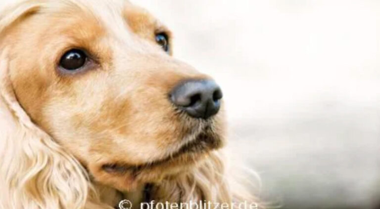 tierarzt in stuttgart Produktrückruf Neu hier? Jetzt registrieren ​  und alle Vorteile genießen. Märkte in meiner Nähe Hilfe Friends FRESSNAPF Mein Konto Wiederbestellen Wunschliste Warenkorb Hund Katze Kleintier Vogel Aqua Terra Garten & Teich Tiergesundheit Für dich Service Magazin Hunde-Magazin Hundegesundheit Hundehusten Hundehusten – ein Symptom mit vielen Gesichtern 04.01.2024 - Lesedauer: 3 Minuten Jack Russel Terrier beim Tierarzt Husten beim Hund kommt häufig vor. Dabei ist das Husten ein Abwehrmechanismus des Körpers gegen Reizungen oder Fremdkörper. Oft stecken harmlose Ursachen dahinter, der Husten kann aber auch Symptom einer ernst zu nehmenden Erkrankung sein. Hier erfährst du, was Hundehusten auslöst und was du dagegen unternehmen kannst. Artikel speichern Inhalt Der Hund hustet: Was sind die Ursachen? Hund hat Husten – was tun? Der Zwingerhusten-Komplex: Vorbeugen ist besser als heilen Weitere prophylaktische Maßnahmen gegen den Husten bei Hunden Der Hund hat Husten – Krankenpflege Der Hund hustet: Was sind die Ursachen? Auch Hunde können Husten haben – und die Ursachen können sehr unterschiedlich sein. Der Husten selbst ist keine Krankheit, sondern ein Symptom einer Erkrankung beziehungsweise ein Abwehrmechanismus des Körpers. Der Tierarzt unterscheidet zwischen unproduktivem, das heißt trockenem Husten ohne Auswurf und produktivem Husten mit feuchtem Auswurf. Letzteres kann sich in Husten und Würgen des Hundes äußern. Beide Hustenarten können akut oder chronisch auftreten. Pitbull liegt auf der Couch Das sind die häufigsten Ursachen für Husten beim Hund: Verschluckte Fremdkörper in den oberen Atemwegen wie Stock- und Knochensplitter, Grashalme, Grannen (bei schlingenden Hunden eventuell auch eingeatmete Futterpartikel) Herzerkrankungen und damit verbundene Wassereinlagerungen in der Lunge Parasiten wie Lungen- und Herzwürmer Infektionskrankheiten, vor allem Zwingerhusten und Staupe, aber auch Bronchitis oder Lungenentzündung Allergien und allergisches Asthma Schluckstörungen (Dysphagie) Tumore in den Atemwegen (vor allem wenn der Hund seit Monaten hustet: eventuell Einengung der Atemwege) Trachealkollaps (das Zusammenfallen der Luftröhre; speziell bei kleinen Rassen wie dem Chihuahua beobachtet) Gut zu wissen: Du als Halter kannst deinen Hund mit einer Erkältung anstecken. Hund hat Husten – was tun? Ein gelegentliches Husten ist nicht ungewöhnlich und kann harmlose Ursachen haben. Dauert das Husten beim Hund mehrere Tage an oder sind Blutbeimengungen im Auswurf erkenntlich, solltest du einen Tierarzt aufsuchen. Das Gleiche gilt, wenn weitere Symptome wie Fieber, verminderter Appetit oder Bewegungsunlust hinzukommen. Der Zwingerhusten-Komplex: Vorbeugen ist besser als heilen Eine der häufigsten Ursachen für Hundehusten ist der sogenannte Zwingerhusten-Komplex. Der Name ist etwas irreführend, längst sind nicht nur Tiere in Zwingerhaltung betroffen, sondern generell Fellnasen, die mit mehreren Artgenossen leben oder viel Kontakt zu anderen Hunden haben, zum Beispiel auf dem Hundeplatz. Hinter dem Zwingerhusten stecken verschiedene Viren und Bakterien – wie Canine Parainfluenzavirus (CPIV), das Canine Herpesvirus (CHV), das Canine Adenovirus Typ 2 (CAV-2) und das Bakterium Bordetella bronchiseptica –, die per Tröpfcheninfektion von Hund zu Hund übertragen werden. Auffällig ist, dass die Hunde schon bei einem leichten Druck auf die Luftröhre, etwa durch das Halsband, mit dem Husten beginnen. Hunde, die an einem bakteriellen Zwingerhusten leiden, weisen weitere Symptome wie feuchten Husten, rasselnde Atemgeräusche, Niesen und Fieber auf. Der Hund hustet nachts und kommt kaum zur Ruhe. Hast du den Verdacht, dass dein Hund an Zwingerhusten erkrankt ist, solltest du ihn dem Tierarzt vorstellen, der eine genaue Diagnose stellen und dem Tier geeignete Medikamente verschreiben kann. Wenn deine Fellnase einen Zwingerhusten hat, solltest du zwei Wochen keine Hundebegegnungen zulassen, um andere Tiere nicht anzustecken. Tipp: Gegen Zwingerhusten gibt es eine Impfung, die die Krankheit nicht hundertprozentig verhindert, aber zumindest im Fall einer Infektion für einen deutlich milderen Verlauf sorgt. Sie kann in Mehrhundehaushalten sinnvoll sein, ebenso wenn der Hund in eine Tierpension muss oder du viel mit ihm auf den Hundeplatz gehst. Weitere prophylaktische Maßnahmen gegen den Husten bei Hunden Oft hat der Hundehusten harmlose Ursachen, wie etwa zu trockene Raumluft. Hunden, die ihr Futter runterschlingen und dabei Futterpartikel einatmen, kann ein spezieller Futternapf helfen, langsamer zu fressen: ein sogenannter Anti-Schling-Napf. Hängt dein Hund vor Aufregung oft in der Leine, empfehlen wir dir ein Geschirr statt eines Halsbandes zu verwenden, da dieses keinen Druck auf die Luftröhre ausübt. Stelle in der kalten Jahreszeit ausreichend Bewegung an der frischen Luft sicher, um das Immunsystem zu stärken. Trockne deinem Hund das Fell nach dem Gassigang ab und verhindere das Fressen von Schnee. Der Hund hat Husten – Krankenpflege Spaziergang mit einem Golden Retriever Wie für den Menschen auch gilt für Hunde, dass der Körper Zeit braucht, um sich auszukurieren. Du kannst deinem Hund die Rekonvaleszenz erleichtern, indem du gute Raumluft schaffst – um die 60 Prozent gelten als optimal, nur kurze Gassistrecken einplanst, den Hund genügend schlafen lässt und auf ausreichend Flüssigkeitszufuhr achtest. Artikel speichern Top-Empfehlungen unser Exklusivmarken für Hunde: Chew Snack Kaustangen Rolls Huhn 200g Exklusiv bei Fressnapf PREMIERE Chew Snack Kaustangen Rolls Huhn 200g 4,19 € (20,95 €/kg) Hinzufügen Chew Snack Kaustangen Rolls Ente 200g Exklusiv bei Fressnapf PREMIERE Chew Snack Kaustangen Rolls Ente 200g 4,19 € (20,95 €/kg) Hinzufügen Mini Sticks Huhn und Reis 70 g Exklusiv bei Fressnapf PREMIERE Mini Sticks Huhn und Reis 70 g 2,49 € (35,57 €/kg) Hinzufügen Entenbrust in Streifen XXL 4x250g Vorteilspack Exklusiv bei Fressnapf PREMIERE Entenbrust in Streifen XXL 4x250g Vorteilspack 17,99 € (17,99 €/kg) Hinzufügen native Hühnerbrustfilets 1kg Exklusiv bei Fressnapf MultiFit native Hühnerbrustfilets 1kg 19,99 € (19,99 €/kg) Hinzufügen Hühnerbrust in Streifen XXL 4x250g Vorteilspack Exklusiv bei Fressnapf PREMIERE Hühnerbrust in Streifen XXL 4x250g Vorteilspack 17,99 € (17,99 €/kg) Hinzufügen Mini Sandwich Huhn und Fisch 70 g Exklusiv bei Fressnapf PREMIERE Mini Sandwich Huhn und Fisch 70 g 2,49 € (35,57 €/kg) Hinzufügen Hühnerbrust Kaurolle 250 g Exklusiv bei Fressnapf PREMIERE Hühnerbrust Kaurolle 250 g 5,49 € (21,96 €/kg) Hinzufügen Ragout 6x1240g Rind Exklusiv bei Fressnapf FIT+FUN Ragout 6x1240g Rind 10,74 € (1,44 €/kg) Hinzufügen Soft Trainies Mini, 300 g Exklusiv bei Fressnapf MultiFit Soft Trainies Mini, 300 g 3,19 € (10,63 €/kg) Hinzufügen Hühnerbrust mit Fisch 250g Exklusiv bei Fressnapf PREMIERE Hühnerbrust mit Fisch 250g 5,49 € (21,96 €/kg) Hinzufügen Pure Meaties XXL Mix 4x250g Exklusiv bei Fressnapf PREMIERE Pure Meaties XXL Mix 4x250g 17,99 € (17,99 €/kg) Hinzufügen Mini Meaties Kaninchen 60 g Exklusiv bei Fressnapf PREMIERE Mini Meaties Kaninchen 60 g 2,49 € (41,50 €/kg) Hinzufügen Trockennahrung Croc 15 kg Exklusiv bei Fressnapf FIT+FUN Trockennahrung Croc 15 kg 14,89 € (0,99 €/kg) Hinzufügen Meati Mixpaket 6x800g Mixpaket 2 Exklusiv bei Fressnapf PREMIERE Meati Mixpaket 6x800g Mixpaket 2 16,14 € (3,36 €/kg) Hinzufügen Meati Hühnerherzen 6x800 g Exklusiv bei Fressnapf PREMIERE Meati Hühnerherzen 6x800 g 16,14 € (3,36 €/kg) Hinzufügen Sensitive Adult Maxi Pferd & Tapioka 12 kg Exklusiv bei Fressnapf SELECT GOLD Sensitive Adult Maxi Pferd & Tapioka 12 kg 64,99 € (5,42 €/kg) Hinzufügen Weitere Beiträge, die dich auch interessieren könnten Hundepfote wird Verband angelegt, Verletzte Pfote wird verarztet So reagierst du im Notfall richtig! Unseren Hunden wollen wir die beste Versorgung bieten. Doch der Alltag unserer Familienmitglieder auf vier Pfoten birgt heute einige Gefahren: giftige Lebensmittel, Verletzungsgefahren im Haus, Risiken… › Hier erfährst du, wie du im Notfall richtig handelst Ein Husky Welpe wird vom Tierarzt untersucht Entwurmung beim Hund – erfolgreich gegen Parasiten Wo Hunde spielen und schnüffeln, kommen sie früher oder später mit Würmern beziehungsweise deren Eiern in Kontakt. Um die Entwicklung der Parasiten zu stoppen und gefährliche Krankheiten zu vermeiden,… › Hier erfährst du alles zum Thema Entwurmung beim Hund Ein Welpe kratzt sich aufgrund von Flöhen Gib Flöhen und Grasmilben keine Chance! Flöhe und Grasmilben beißen, saugen, verursachen starken Juckreiz, rote und wunde Hautstellen und lokalen Haarausfall beim Hund. Doch leider können vor allem Flöhe noch mehr Unheil anrichten. Bei stark… › Hier erfährst du alles über Flöhe und Grasmilben Weitere Themen im Überblick Hundeernährung Icon Hund Katze Ernährung Richtig BARFen – für eine ausgewogene Rohfütterung Ihres Hundes Vitamine und Ergänzungsfuttermittel für Hunde – gut und sinnvoll? Übergewicht beim Hund: Tipps zur Kontrolle des Hundegewichts. Hundeerziehung Icon Hund erziehen Erziehung Hundebegegnungen souverän meistern und Körpersprache der Hunde verstehen Nasenarbeit für den Hund – Schritt für Schritt zum Riechprofi Körpersprache beim Hund: Verständigung mit Rute und Ohren Hunderassen Icon Hund Rassen Cavalier King Charles Spaniel: kleiner Hund mit großem Herzen Maltipoo – wuscheliger Begleithund für die ganze Familie Pekinese: charmanter Begleithund mit eigenwilligem Charakter Unser Leckerchen: 10% Willkommensrabatt* Melde dich jetzt zum Newsletter an und profitiere von exklusiven Vorteilen, spannenden Aktionen und lauter Tipps rund um deinen kleinen Liebling. Ich bin damit einverstanden, dass Fressnapf und seine Partner meine personenbezogenen Daten und Informationen nutzen, um mir einen individualisierten Newsletter zuzusenden sowie dass diese in einem zentralen Nutzerprofil erfasst und zur Optimierung (Personalisierung) der Angebote bis auf Widerruf verwendet werden. Weitere Einzelheiten ergeben sich aus den Datenschutzhinweisen. Diese Seite wird geschützt durch reCAPTCHA Enterprise. Es gelten die Google Datenschutzerklärung und Nutzungsbedingungen . E-Mail-Adresse eingeben › Jetzt anmelden und Rabatt sichern Newsletter Bubble Flexible Zahlarten Paypal Kreditkarte Rechnung Lastschrift Versandpartner DHL Go Green Deine Vorteile Die Fressnapf App Playstore Kundenservice Hilfe & FAQ Mein Konto Passwort beantragen Meine Bestellungen Meine Wunschliste Schnelle Lieferung Sichere Zahlung & Zahlungsarten 30 Tage Rückgaberecht Newsletter Unser Angebot Fressnapf Friends Aktuelle Angebote Exklusive Marken Servicewelt Payback Fressnapf Magazin GPS-Tracker Dr. Fressnapf Fressnapf Waubox | Miaubox Tierversicherung Unsere Märkte Märkte finden Services im Markt Geschenkkarte Fressnapf Salon Activet Tierarztpraxen Über Fressnapf Über uns Karriere Verantwortung Compliance Tierisch Engagiert FNX | New Services & Innovations Marktplatz Partner werden Presse © 2024 Fressnapf Tiernahrungs GmbH Impressum AGB Datenschutz Widerrufsbelehrung Cookie Einstellungen Cookie Policy Die genannten Preise gelten nur für den Fressnapf-Online-Shop in Deutschland der Fressnapf Tiernahrungs GmbH; alle Preisangaben in EUR inkl. gesetzl. MwSt. – Solltest du bei einem unserer Franchise-Partner eine Marktbestellung vornehmen, gelten die Preise des jeweiligen Franchise-Partners vor Ort. Wir weisen darauf hin, dass unser Online-Sortiment vom stationären Sortiment beim Markt vor Ort abweichen kann. Weitere Hinweise (*): * Gutscheine sind mit Aktionsware, aber nicht mit anderen Gutscheinen kombinierbar. Gutscheine gelten nicht bei telefonischer Bestellung und nicht auf Bücher, Zeitschriften, Pfand oder Partner-Artikel. NACH OBEN