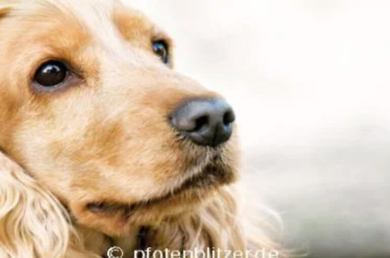 tierarzt in stuttgart Produktrückruf Neu hier? Jetzt registrieren ​  und alle Vorteile genießen. Märkte in meiner Nähe Hilfe Friends FRESSNAPF Mein Konto Wiederbestellen Wunschliste Warenkorb Hund Katze Kleintier Vogel Aqua Terra Garten & Teich Tiergesundheit Für dich Service Magazin Hunde-Magazin Hundegesundheit Hundehusten Hundehusten – ein Symptom mit vielen Gesichtern 04.01.2024 - Lesedauer: 3 Minuten Jack Russel Terrier beim Tierarzt Husten beim Hund kommt häufig vor. Dabei ist das Husten ein Abwehrmechanismus des Körpers gegen Reizungen oder Fremdkörper. Oft stecken harmlose Ursachen dahinter, der Husten kann aber auch Symptom einer ernst zu nehmenden Erkrankung sein. Hier erfährst du, was Hundehusten auslöst und was du dagegen unternehmen kannst. Artikel speichern Inhalt Der Hund hustet: Was sind die Ursachen? Hund hat Husten – was tun? Der Zwingerhusten-Komplex: Vorbeugen ist besser als heilen Weitere prophylaktische Maßnahmen gegen den Husten bei Hunden Der Hund hat Husten – Krankenpflege Der Hund hustet: Was sind die Ursachen? Auch Hunde können Husten haben – und die Ursachen können sehr unterschiedlich sein. Der Husten selbst ist keine Krankheit, sondern ein Symptom einer Erkrankung beziehungsweise ein Abwehrmechanismus des Körpers. Der Tierarzt unterscheidet zwischen unproduktivem, das heißt trockenem Husten ohne Auswurf und produktivem Husten mit feuchtem Auswurf. Letzteres kann sich in Husten und Würgen des Hundes äußern. Beide Hustenarten können akut oder chronisch auftreten. Pitbull liegt auf der Couch Das sind die häufigsten Ursachen für Husten beim Hund: Verschluckte Fremdkörper in den oberen Atemwegen wie Stock- und Knochensplitter, Grashalme, Grannen (bei schlingenden Hunden eventuell auch eingeatmete Futterpartikel) Herzerkrankungen und damit verbundene Wassereinlagerungen in der Lunge Parasiten wie Lungen- und Herzwürmer Infektionskrankheiten, vor allem Zwingerhusten und Staupe, aber auch Bronchitis oder Lungenentzündung Allergien und allergisches Asthma Schluckstörungen (Dysphagie) Tumore in den Atemwegen (vor allem wenn der Hund seit Monaten hustet: eventuell Einengung der Atemwege) Trachealkollaps (das Zusammenfallen der Luftröhre; speziell bei kleinen Rassen wie dem Chihuahua beobachtet) Gut zu wissen: Du als Halter kannst deinen Hund mit einer Erkältung anstecken. Hund hat Husten – was tun? Ein gelegentliches Husten ist nicht ungewöhnlich und kann harmlose Ursachen haben. Dauert das Husten beim Hund mehrere Tage an oder sind Blutbeimengungen im Auswurf erkenntlich, solltest du einen Tierarzt aufsuchen. Das Gleiche gilt, wenn weitere Symptome wie Fieber, verminderter Appetit oder Bewegungsunlust hinzukommen. Der Zwingerhusten-Komplex: Vorbeugen ist besser als heilen Eine der häufigsten Ursachen für Hundehusten ist der sogenannte Zwingerhusten-Komplex. Der Name ist etwas irreführend, längst sind nicht nur Tiere in Zwingerhaltung betroffen, sondern generell Fellnasen, die mit mehreren Artgenossen leben oder viel Kontakt zu anderen Hunden haben, zum Beispiel auf dem Hundeplatz. Hinter dem Zwingerhusten stecken verschiedene Viren und Bakterien – wie Canine Parainfluenzavirus (CPIV), das Canine Herpesvirus (CHV), das Canine Adenovirus Typ 2 (CAV-2) und das Bakterium Bordetella bronchiseptica –, die per Tröpfcheninfektion von Hund zu Hund übertragen werden. Auffällig ist, dass die Hunde schon bei einem leichten Druck auf die Luftröhre, etwa durch das Halsband, mit dem Husten beginnen. Hunde, die an einem bakteriellen Zwingerhusten leiden, weisen weitere Symptome wie feuchten Husten, rasselnde Atemgeräusche, Niesen und Fieber auf. Der Hund hustet nachts und kommt kaum zur Ruhe. Hast du den Verdacht, dass dein Hund an Zwingerhusten erkrankt ist, solltest du ihn dem Tierarzt vorstellen, der eine genaue Diagnose stellen und dem Tier geeignete Medikamente verschreiben kann. Wenn deine Fellnase einen Zwingerhusten hat, solltest du zwei Wochen keine Hundebegegnungen zulassen, um andere Tiere nicht anzustecken. Tipp: Gegen Zwingerhusten gibt es eine Impfung, die die Krankheit nicht hundertprozentig verhindert, aber zumindest im Fall einer Infektion für einen deutlich milderen Verlauf sorgt. Sie kann in Mehrhundehaushalten sinnvoll sein, ebenso wenn der Hund in eine Tierpension muss oder du viel mit ihm auf den Hundeplatz gehst. Weitere prophylaktische Maßnahmen gegen den Husten bei Hunden Oft hat der Hundehusten harmlose Ursachen, wie etwa zu trockene Raumluft. Hunden, die ihr Futter runterschlingen und dabei Futterpartikel einatmen, kann ein spezieller Futternapf helfen, langsamer zu fressen: ein sogenannter Anti-Schling-Napf. Hängt dein Hund vor Aufregung oft in der Leine, empfehlen wir dir ein Geschirr statt eines Halsbandes zu verwenden, da dieses keinen Druck auf die Luftröhre ausübt. Stelle in der kalten Jahreszeit ausreichend Bewegung an der frischen Luft sicher, um das Immunsystem zu stärken. Trockne deinem Hund das Fell nach dem Gassigang ab und verhindere das Fressen von Schnee. Der Hund hat Husten – Krankenpflege Spaziergang mit einem Golden Retriever Wie für den Menschen auch gilt für Hunde, dass der Körper Zeit braucht, um sich auszukurieren. Du kannst deinem Hund die Rekonvaleszenz erleichtern, indem du gute Raumluft schaffst – um die 60 Prozent gelten als optimal, nur kurze Gassistrecken einplanst, den Hund genügend schlafen lässt und auf ausreichend Flüssigkeitszufuhr achtest. Artikel speichern Top-Empfehlungen unser Exklusivmarken für Hunde: Chew Snack Kaustangen Rolls Huhn 200g Exklusiv bei Fressnapf PREMIERE Chew Snack Kaustangen Rolls Huhn 200g 4,19 € (20,95 €/kg) Hinzufügen Chew Snack Kaustangen Rolls Ente 200g Exklusiv bei Fressnapf PREMIERE Chew Snack Kaustangen Rolls Ente 200g 4,19 € (20,95 €/kg) Hinzufügen Mini Sticks Huhn und Reis 70 g Exklusiv bei Fressnapf PREMIERE Mini Sticks Huhn und Reis 70 g 2,49 € (35,57 €/kg) Hinzufügen Entenbrust in Streifen XXL 4x250g Vorteilspack Exklusiv bei Fressnapf PREMIERE Entenbrust in Streifen XXL 4x250g Vorteilspack 17,99 € (17,99 €/kg) Hinzufügen native Hühnerbrustfilets 1kg Exklusiv bei Fressnapf MultiFit native Hühnerbrustfilets 1kg 19,99 € (19,99 €/kg) Hinzufügen Hühnerbrust in Streifen XXL 4x250g Vorteilspack Exklusiv bei Fressnapf PREMIERE Hühnerbrust in Streifen XXL 4x250g Vorteilspack 17,99 € (17,99 €/kg) Hinzufügen Mini Sandwich Huhn und Fisch 70 g Exklusiv bei Fressnapf PREMIERE Mini Sandwich Huhn und Fisch 70 g 2,49 € (35,57 €/kg) Hinzufügen Hühnerbrust Kaurolle 250 g Exklusiv bei Fressnapf PREMIERE Hühnerbrust Kaurolle 250 g 5,49 € (21,96 €/kg) Hinzufügen Ragout 6x1240g Rind Exklusiv bei Fressnapf FIT+FUN Ragout 6x1240g Rind 10,74 € (1,44 €/kg) Hinzufügen Soft Trainies Mini, 300 g Exklusiv bei Fressnapf MultiFit Soft Trainies Mini, 300 g 3,19 € (10,63 €/kg) Hinzufügen Hühnerbrust mit Fisch 250g Exklusiv bei Fressnapf PREMIERE Hühnerbrust mit Fisch 250g 5,49 € (21,96 €/kg) Hinzufügen Pure Meaties XXL Mix 4x250g Exklusiv bei Fressnapf PREMIERE Pure Meaties XXL Mix 4x250g 17,99 € (17,99 €/kg) Hinzufügen Mini Meaties Kaninchen 60 g Exklusiv bei Fressnapf PREMIERE Mini Meaties Kaninchen 60 g 2,49 € (41,50 €/kg) Hinzufügen Trockennahrung Croc 15 kg Exklusiv bei Fressnapf FIT+FUN Trockennahrung Croc 15 kg 14,89 € (0,99 €/kg) Hinzufügen Meati Mixpaket 6x800g Mixpaket 2 Exklusiv bei Fressnapf PREMIERE Meati Mixpaket 6x800g Mixpaket 2 16,14 € (3,36 €/kg) Hinzufügen Meati Hühnerherzen 6x800 g Exklusiv bei Fressnapf PREMIERE Meati Hühnerherzen 6x800 g 16,14 € (3,36 €/kg) Hinzufügen Sensitive Adult Maxi Pferd & Tapioka 12 kg Exklusiv bei Fressnapf SELECT GOLD Sensitive Adult Maxi Pferd & Tapioka 12 kg 64,99 € (5,42 €/kg) Hinzufügen Weitere Beiträge, die dich auch interessieren könnten Hundepfote wird Verband angelegt, Verletzte Pfote wird verarztet So reagierst du im Notfall richtig! Unseren Hunden wollen wir die beste Versorgung bieten. Doch der Alltag unserer Familienmitglieder auf vier Pfoten birgt heute einige Gefahren: giftige Lebensmittel, Verletzungsgefahren im Haus, Risiken… › Hier erfährst du, wie du im Notfall richtig handelst Ein Husky Welpe wird vom Tierarzt untersucht Entwurmung beim Hund – erfolgreich gegen Parasiten Wo Hunde spielen und schnüffeln, kommen sie früher oder später mit Würmern beziehungsweise deren Eiern in Kontakt. Um die Entwicklung der Parasiten zu stoppen und gefährliche Krankheiten zu vermeiden,… › Hier erfährst du alles zum Thema Entwurmung beim Hund Ein Welpe kratzt sich aufgrund von Flöhen Gib Flöhen und Grasmilben keine Chance! Flöhe und Grasmilben beißen, saugen, verursachen starken Juckreiz, rote und wunde Hautstellen und lokalen Haarausfall beim Hund. Doch leider können vor allem Flöhe noch mehr Unheil anrichten. Bei stark… › Hier erfährst du alles über Flöhe und Grasmilben Weitere Themen im Überblick Hundeernährung Icon Hund Katze Ernährung Richtig BARFen – für eine ausgewogene Rohfütterung Ihres Hundes Vitamine und Ergänzungsfuttermittel für Hunde – gut und sinnvoll? Übergewicht beim Hund: Tipps zur Kontrolle des Hundegewichts. Hundeerziehung Icon Hund erziehen Erziehung Hundebegegnungen souverän meistern und Körpersprache der Hunde verstehen Nasenarbeit für den Hund – Schritt für Schritt zum Riechprofi Körpersprache beim Hund: Verständigung mit Rute und Ohren Hunderassen Icon Hund Rassen Cavalier King Charles Spaniel: kleiner Hund mit großem Herzen Maltipoo – wuscheliger Begleithund für die ganze Familie Pekinese: charmanter Begleithund mit eigenwilligem Charakter Unser Leckerchen: 10% Willkommensrabatt* Melde dich jetzt zum Newsletter an und profitiere von exklusiven Vorteilen, spannenden Aktionen und lauter Tipps rund um deinen kleinen Liebling. Ich bin damit einverstanden, dass Fressnapf und seine Partner meine personenbezogenen Daten und Informationen nutzen, um mir einen individualisierten Newsletter zuzusenden sowie dass diese in einem zentralen Nutzerprofil erfasst und zur Optimierung (Personalisierung) der Angebote bis auf Widerruf verwendet werden. Weitere Einzelheiten ergeben sich aus den Datenschutzhinweisen. Diese Seite wird geschützt durch reCAPTCHA Enterprise. Es gelten die Google Datenschutzerklärung und Nutzungsbedingungen . E-Mail-Adresse eingeben › Jetzt anmelden und Rabatt sichern Newsletter Bubble Flexible Zahlarten Paypal Kreditkarte Rechnung Lastschrift Versandpartner DHL Go Green Deine Vorteile Die Fressnapf App Playstore Kundenservice Hilfe & FAQ Mein Konto Passwort beantragen Meine Bestellungen Meine Wunschliste Schnelle Lieferung Sichere Zahlung & Zahlungsarten 30 Tage Rückgaberecht Newsletter Unser Angebot Fressnapf Friends Aktuelle Angebote Exklusive Marken Servicewelt Payback Fressnapf Magazin GPS-Tracker Dr. Fressnapf Fressnapf Waubox | Miaubox Tierversicherung Unsere Märkte Märkte finden Services im Markt Geschenkkarte Fressnapf Salon Activet Tierarztpraxen Über Fressnapf Über uns Karriere Verantwortung Compliance Tierisch Engagiert FNX | New Services & Innovations Marktplatz Partner werden Presse © 2024 Fressnapf Tiernahrungs GmbH Impressum AGB Datenschutz Widerrufsbelehrung Cookie Einstellungen Cookie Policy Die genannten Preise gelten nur für den Fressnapf-Online-Shop in Deutschland der Fressnapf Tiernahrungs GmbH; alle Preisangaben in EUR inkl. gesetzl. MwSt. – Solltest du bei einem unserer Franchise-Partner eine Marktbestellung vornehmen, gelten die Preise des jeweiligen Franchise-Partners vor Ort. Wir weisen darauf hin, dass unser Online-Sortiment vom stationären Sortiment beim Markt vor Ort abweichen kann. Weitere Hinweise (*): * Gutscheine sind mit Aktionsware, aber nicht mit anderen Gutscheinen kombinierbar. Gutscheine gelten nicht bei telefonischer Bestellung und nicht auf Bücher, Zeitschriften, Pfand oder Partner-Artikel. NACH OBEN