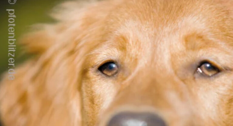 Die 10 besten Tierärzte in Stuttgart Insgesamt haben wir 35 Tierärzte mit 6.234 Bewertungen gefunden Stadtteile Sortierung & Filter auf Karte 1 Bewertungsdurchschnitt 4,88211 Bewertungen auf 3 Portalen 196 TOP Bewertungen Dr. Corinna Marquis Tierarzt Augustenstr. 106, 70197 Stuttgart (West) Tierarzt • Tierarzt Klein- und Haustiere • Hausbesuche keine Öffungszeiten angegeben Kunden sagen: Wartezeiten Gefühl Tierärztin Details anzeigenAnbieter vergleichen 2 Bewertungsdurchschnitt 4,90117 Bewertungen auf 3 Portalen 103 TOP Bewertungen Dr.Schröer Nicola Tierarztpraxis Tierärzte Kirchheimer Str. 77, 70619 Stuttgart (Sillenbuch) Tierarzt • Tierarzt Zahnheilkunde • Tierchirurgie geöffnet, schließt in 1 Stunde und 19 Minuten Kunden sagen: Praxis Hund Details anzeigenAnbieter vergleichen 3 Bewertungsdurchschnitt 4,84204 Bewertungen auf 5 Portalen 182 TOP Bewertungen Tierärztliche Gemeinschaftspraxis MVDr. Marek Benetka & Claudia Brüning Griegstr. 27c, 70195 Stuttgart (Botnang) Tierarzt • EKG • Futtermittelberatung geöffnet, schließt in 2 Stunden und 19 Minuten Kunden sagen: Tier Praxis Katze Details anzeigenAnbieter vergleichen 4 Bewertungsdurchschnitt 4,83628 Bewertungen auf 6 Portalen 559 TOP Bewertungen Dr. Stephan Schroth Kleintierpraxis Alte Weinsteige 100, 70597 Stuttgart (Degerloch) Tierarzt Klein- und Haustiere • Tierarzt geöffnet, schließt in 2 Stunden und 19 Minuten Kunden sagen: Herrchen Praxispersonal Behandlungen Details anzeigenAnbieter vergleichen 5 Bewertungsdurchschnitt 4,84150 Bewertungen auf 2 Portalen 135 TOP Bewertungen Gerald Westphal Tierarzt Staufeneckstr. 2, 70469 Stuttgart (Feuerbach) Tierarzt • Tierarzt Klein- und Haustiere keine Öffungszeiten angegeben Kunden sagen: Behandlungen Katerchen Tierarzt Details anzeigenAnbieter vergleichen 6 Bewertungsdurchschnitt 4,801183 Bewertungen auf 2 Portalen 1.077 TOP Bewertung felmo Mobiler Tierarzt Stuttgart Agnesstr. 17, 70597 Stuttgart (Degerloch) Tierarzt • Mobiler Tierarzt • Hausbesuche geöffnet, schließt in 4 Stunden und 19 Minuten Details anzeigenAnbieter vergleichen 7 Bewertungsdurchschnitt 4,80344 Bewertungen auf 5 Portalen 299 TOP Bewertungen Dr. M. Freisleben E. Sigloch Tierärztliche Gemeinschaftspraxis Stammheimer Str. 31, 70435 Stuttgart (Zuffenhausen) Tierarzt geschlossen, öffnet in 19 Minuten Kunden sagen: Behandlungsmethoden Vierbeiner Ärzte Details anzeigenAnbieter vergleichen 8 Bewertungsdurchschnitt 4,80250 Bewertungen auf 3 Portalen 228 TOP Bewertungen Dr.med.vet. Birgit Seiffert Tierärztin Regerstr. 18, 70195 Stuttgart (Botnang) Tierarzt • Anästhesie • Tierchirurgie geschlossen, öffnet in 19 Minuten Kunden sagen: Frauchen Betroffenheit Tierärztin Details anzeigenAnbieter vergleichen 9 Bewertungsdurchschnitt 4,80180 Bewertungen auf einem Portal 160 TOP Bewertungen Tierarztpraxis Weinmann Stuttgart Schloßstr. 58, 70176 Stuttgart (West) Tierarzt geöffnet, schließt in 2 Stunden und 19 Minuten Details anzeigenAnbieter vergleichen 10 Bewertungsdurchschnitt 4,79243 Bewertungen auf 4 Portalen 216 TOP Bewertungen Dr. D. Späth Kleintierpraxis Rembrandtstr. 15, 70567 Stuttgart (Möhringen) Tierarzt Klein- und Haustiere • Tierarzt geöffnet, schließt in 3 Stunden und 19 Minuten Kunden sagen: Katerchen Behandlungsmöglichkeiten Tierärztin Details anzeigenAnbieter vergleichen Ganz einfach mehrere Anbieter anfragen und Zeit & Geld sparenJetzt Angebotsvergleich starten Bewertungsdurchschnitt 4,77180 Bewertungen auf 4 Portalen 160 TOP Bewertungen Priv.-Doz. Dr. med.vet. Birgit Drescher Kleintierpraxis Bientzlestr. 14, 70599 Stuttgart (Birkach) Tierarzt • Tierarzt Klein- und Haustiere geschlossen, öffnet in 19 Minuten Kunden sagen: Kaninchen Belegschaft Tierärztin Details anzeigenAnbieter vergleichen Bewertungsdurchschnitt 4,8193 Bewertungen auf 2 Portalen 82 TOP Bewertungen Tierarztpraxis am Wormser Platz Tierarzt Deidesheimer Str. 15, 70499 Stuttgart (Weilimdorf) Tierarzt • Bildgebende Diagnostik • Tierchirurgie geschlossen, öffnet in 49 Minuten Kunden sagen: Herz Praxis Details anzeigenAnbieter vergleichen Bewertungsdurchschnitt 4,70320 Bewertungen auf 6 Portalen 288 TOP Bewertungen Petra Morlock Tierärztin Julius-Hölder-Str. 60, 70597 Stuttgart (Degerloch) Tierarzt • Anästhesie • Tierchirurgie geschlossen, öffnet in 18 Stunden und 19 Minuten Kunden sagen: Frauchen Tierchen Tierärztin Details anzeigenAnbieter vergleichen Bewertungsdurchschnitt 4,8159 Bewertungen auf 4 Portalen 54 TOP Bewertungen Tierärztliche Gemeinschaftspraxis Burgsmüller und Preßler Praxis für Kleintiere Paprikastr. 14, 70619 Stuttgart (Heumaden) Tierarzt Klein- und Haustiere • Tierarzt geöffnet, schließt in 2 Stunden und 19 Minuten Kunden sagen: Ärztinnen Patienten Team Details anzeigenAnbieter vergleichen Bewertungsdurchschnitt 5,0020 Bewertungen auf einem Portal 19 TOP Bewertungen Praxis für Tierchiropraktik Carola Kilian Lindpaintnerstr. 40, 70195 Stuttgart (Botnang) Tierarzt keine Öffungszeiten angegeben Details anzeigenAnbieter vergleichen Bewertungsdurchschnitt 5,0018 Bewertungen auf einem Portal Dr. Wolfgang Sinzinger Tierarzt Hermann-Fein-Str., 70599 Stuttgart (Plieningen) Tierarzt Chirurgie geöffnet, schließt in 3 Stunden und 19 Minuten Kunden sagen: Erstuntersuchung Vorgehensweise Leiden Details anzeigenAnbieter vergleichen Bewertungsdurchschnitt 4,61287 Bewertungen auf 4 Portalen 253 TOP Bewertungen Klaus Senger Tierarzt Kleintierpraxis Smaragdweg 1, 70174 Stuttgart (Nord) Tierarzt • Tierarzt Klein- und Haustiere • Hausbesuche geöffnet, schließt in 3 Stunden und 19 Minuten Kunden sagen: Mitarbeiterinnen Katerchen Wartebereich Details anzeigenAnbieter vergleichen Bewertungsdurchschnitt 4,56460 Bewertungen auf 6 Portalen 368 TOP Bewertungen Dr. med. vet. Jennifer Bendel Tierärztin Münchinger Str. 4, 70439 Stuttgart (Stammheim) Tierarzt • Tierarzt Klein- und Haustiere geöffnet, schließt in 3 Stunden und 19 Minuten Kunden sagen: Meerschweinchen Unsicherheiten Tierärztin Details anzeigenAnbieter vergleichen Bewertungsdurchschnitt 5,006 Bewertungen auf 2 Portalen 6 TOP Bewertungen Ursula Häfner Praktische Tierärztin Schlotterbeckstr. 19, 70327 Stuttgart (Untertürkheim) Tierarzt keine Öffungszeiten angegeben Kunden sagen: Herz Adresse Beratung Details anzeigenAnbieter vergleichen Bewertungsdurchschnitt 4,47284 Bewertungen auf 6 Portalen 236 TOP Bewertungen M. Ernst Dres. E. Kleintierpraxis Birkenwaldstr. 214, 70191 Stuttgart (Nord) Tierklinik • Tierarzt Klein- und Haustiere • Tierarzt geöffnet, schließt in 2 Stunden und 19 Minuten Kunden sagen: Herrchen Praxispersonal Selbstverständlichkeit Details anzeigenAnbieter vergleichen Bewertungsdurchschnitt 5,002 Bewertungen auf einem Portal 2 TOP Bewertungen Tierarztpraxis in Plieningen Dr. Ute Wörz Schilfweg 11, 70599 Stuttgart (Plieningen) Tierarzt geöffnet, schließt in 2 Stunden und 19 Minuten Kunden sagen: Praxis Tierärztinnen Hündin Details anzeigenAnbieter vergleichen Bewertungsdurchschnitt 4,48130 Bewertungen auf 3 Portalen 105 TOP Bewertungen tierarztpraxis-milz.de Masurenstr. 12, 70374 Stuttgart (Bad Cannstatt) Zoologischer Bedarf • Tierarzt geschlossen, öffnet in 2 Tage und 15 Stunden Kunden sagen: Hinterbeinen Terminvereinbarungen Tierärztin Details anzeigenAnbieter vergleichen Bewertungsdurchschnitt 5,00eine Bewertung auf einem Portal 1 TOP Bewertung Dr. med. Sunayana Mitra Fachtierärztin für Kleintiere Bussenstr. 23, 70184 Stuttgart (Ost) Tierarzt Klein- und Haustiere geöffnet, schließt in 3 Stunden und 19 Minuten Details anzeigenAnbieter vergleichen Bewertungsdurchschnitt 5,00eine Bewertung auf einem Portal 1 TOP Bewertung Fuchs Nicole Suzanne Wau Wau Wellness - Tierheilpraxis Birkenwaldstr. 126, 70191 Stuttgart (Nord) Tierarzt • Tierheilpraktiker • Schönheitsfarm geöffnet, schließt in 3 Stunden und 19 Minuten Details anzeigenAnbieter vergleichen Bewertungsdurchschnitt 4,44116 Bewertungen auf 4 Portalen 84 TOP Bewertungen Dr. Angelika Schnepf-Vockrodt Tierärztin Hauptstr. 56A, 70563 Stuttgart (Vaihingen) Tierarzt geschlossen, öffnet in 1 Stunde und 19 Minuten Kunden sagen: Tierärztin Behandlung Einfühlungsvermögen Details anzeigenAnbieter vergleichen Bewertungsdurchschnitt 4,41103 Bewertungen auf 3 Portalen 84 TOP Bewertungen Dr.med.vet. Anke Lotze Tierarztpraxis Burgenlandstr. 66, 70469 Stuttgart (Feuerbach) Tierarzt Klein- und Haustiere • Tierarzt geöffnet, schließt in 2 Stunden und 19 Minuten Kunden sagen: Tierärztin Termin Erwähnenswert Unverträglichkeiten Details anzeigenAnbieter vergleichen Bewertungsdurchschnitt 4,25221 Bewertungen auf 5 Portalen 175 TOP Bewertungen Dr.med.vet. Jörg Richter Haußmannstr. 214, 70188 Stuttgart (Ost) Tierarzt • Tierarzt Klein- und Haustiere • Tierarzt Homöopathie geöffnet, schließt in 2 Stunden und 19 Minuten Kunden sagen: Meerschweinchen Mitarbeiterinnen Behandlungen Details anzeigenAnbieter vergleichen Bewertungsdurchschnitt 4,2024 Bewertungen auf einem Portal 18 TOP Bewertungen Fritz Groß prakt. Tierarzt Sachsenstr. 9A, 70435 Stuttgart (Zuffenhausen) Tierarzt geschlossen, öffnet in 18 Stunden und 19 Minuten Kunden sagen: Untersuchungen Zunge Terminvereinbarung Details anzeigenAnbieter vergleichen Bewertungsdurchschnitt 3,79316 Bewertungen auf 2 Portalen 186 TOP Bewertungen Tiermedizinisches Zentrum Industriestr. 3, 70565 Stuttgart (Vaihingen) Tierarzt • Tierklinik • Notdienst geöffnet, schließt in 4 Stunden und 19 Minuten Details anzeigenAnbieter vergleichen Bewertungsdurchschnitt 3,8076 Bewertungen auf einem Portal 41 TOP Bewertungen Fritz Groß Tierarzt Erbsenbrunnengasse 17, 70372 Stuttgart (Bad Cannstatt) Tierarzt keine Öffungszeiten angegeben Kunden sagen: Tierarzt Termin Wartezeit Details anzeigenAnbieter vergleichen Bewertungsdurchschnitt 3,002 Bewertungen auf 2 Portalen Ute Wörz-Pagenstert Kleintierpraxis Schilfweg 11, 70599 Stuttgart (Plieningen) Tierarzt • Tierarzt Klein- und Haustiere geöffnet, schließt in 2 Stunden und 19 Minuten Details anzeigenAnbieter vergleichen Bewertungsdurchschnitt 2,005 Bewertungen auf einem Portal 1 TOP Bewertung Dr. Peter Himmelsbach Tierarzt Hermann-Fein-Str., 70599 Stuttgart (Plieningen) Tierarzt Klein- und Haustiere • Tierklinik keine Öffungszeiten angegeben Kunden sagen: Hilfe Schmerzen Tagen Details anzeigenAnbieter vergleichen Bewertungsdurchschnitt 0,00keine Bewertungen HEILAND VET Vertriebsgesellschaft mbH & Co KG 70499 Stuttgart Online-Shop • Pharmazie • Tierarzt geöffnet, schließt in 1 Stunde und 19 Minuten Details anzeigenAnbieter vergleichen Bewertungsdurchschnitt 0,00keine Bewertungen Nina Müller Tierärztin Bussenstr. 23, 70184 Stuttgart (Ost) Tierarzt Klein- und Haustiere keine Öffungszeiten angegeben Details anzeigenAnbieter vergleichen Bewertungsdurchschnitt 0,00keine Bewertungen Sonja Sinzinger Tierärztin Hermann-Fein-Str., 70599 Stuttgart (Plieningen) Tierarzt Zahnheilkunde • Tierarzt keine Öffungszeiten angegeben Kunden sagen: Hilfe Vertrauens Nagetieren Details anzeigenAnbieter vergleichen