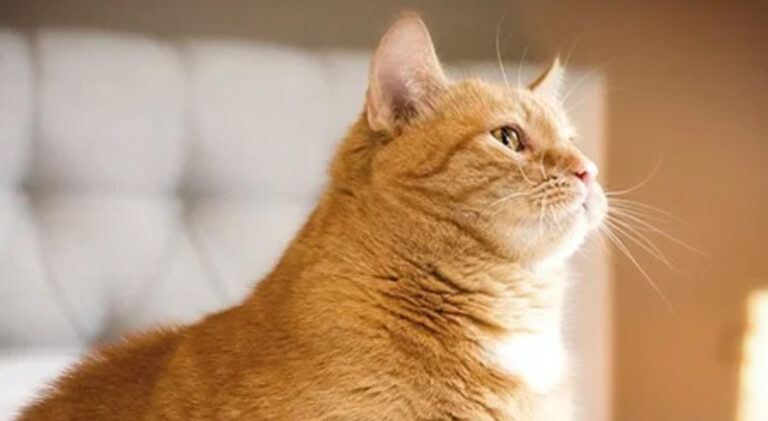 Katzen-Nieren