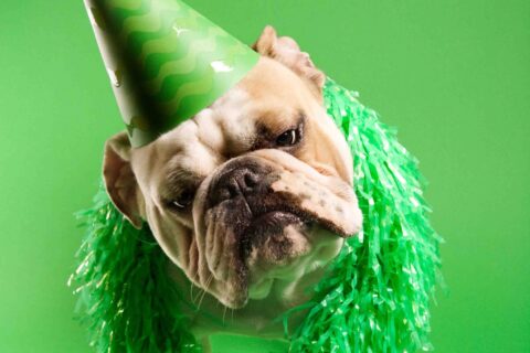 English Bulldog wearing lei and party hat.