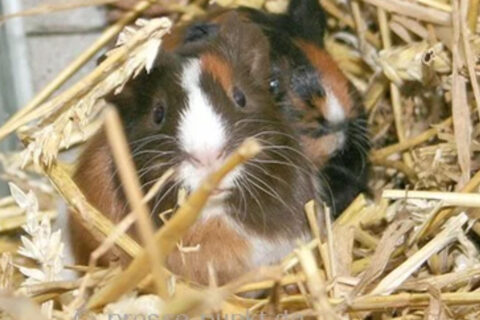 meerschweinchen