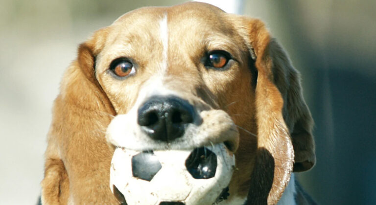 Tierversicherung Kontakt & Termin Login TIER TIERBERUFE VEREINE MENSCH ÜBER UNS SERVICE TIERVISION Beratung & Hilfe TIERKRANKHEITEN LEXIKON Hund Katze Übertragbarkeit... Jetzt suchen Katze liegt und schreit AORTENTHROMBOSE BEI KATZEN Die Hauptschlagader (Aorta) transportiert Blut in die Hinterbeine. Bei einer Aortenthrombose ist diese durch ein Blutgerinnsel (Thrombus) verstopft, sodass kein Blut mehr in die Hinterbeine gelangen kann. Weiterlesen Eine Zecke wird von der Brust eines Hundes entfernt BABESIOSE BEIM HUND Babesiose ist eine von Zecken übertragene Infektionskrankheit. Sie wird durch einzellige Blutparasiten der Gattung Babesien hervorgerufen. Der Erreger wird durch infizierte Zecken auf die Hunde übertragen. Weiterlesen Brauner Dackel liegt auf einer weißen Decke BANDSCHEIBENVORFALL BEIM HUND Der Bandscheibenvorfall gehört zu einer der häufigsten neurologischen Erkrankungen beim Hund. Weiterlesen Getigerte Katze sitzt auf einem Türkisen Katzenklo BLASENENTZÜNDUNG BEI KATZEN Eine Blasenentzündung kann für die Katze sehr schmerzhaft und auch gefährlich sein. Häufig äußert sich die Krankheit dadurch, dass die Katze häufiger kleinere Mengen Urin absetzt und dort eventuell auch Blutbeimengungen sichtbar sind. Weiterlesen Weiß-getigerte Katze sitzt in einem geschlossenen Katzenklo und guckt raus BLASENSTEINE BEI KATZEN Blasensteine sind eine häufige Erkrankung bei Katzen mittleren Alters. Es bilden sich Blasengries und kleine Harnkristalle, die sich dann nach und nach zu Harnsteinen zusammenlagern. Weiterlesen Schwarzer Katze wird der Blutdruck gemessen BLUTHOCHDRUCK BEI KATZEN In über 80% der Fälle ist ein erhöhter Blutdruck die Folge einer anderen Grunderkrankung. Daher unterscheidet man zwischen einer primären und einer sekundären Hypertonie. Weiterlesen Kleiner brauner Welpe in der Hand einer Tierärztin CANINE HERPES-VIRUS-INFEKTION BEIM HUND Die Canine Herpes-Virus-Infektion wird durch das Herpes-Virus hervorgerufen. Es wird auch als Welpensterben bezeichnet, da sie als eine der Hauptursachen für den Tod von Welpen zählt. Weiterlesen Jack-Russel-Terrier liegt auf einer weißen Decke CUSHING-SYNDROM BEIM HUND Das Cushing-Syndrom ist eine Hormonerkrankung, bei der es zu einer Überproduktion von körpereigenem Cortisol kommt. Weiterlesen Mops liegt traurig auf einem rosa Teppich DIABETES BEI HUNDEN Wenn Dein Hund auffällig viel trinkt und dementsprechend viel Urin absetzt oder viel frisst und trotzdem abnimmt, dann solltest Du ihn umgehend beim Tierarzt durchchecken lassen. Denn Hunde können, wie wir Menschen, an Diabetes erkranken. Weiterlesen Tierarzt untersucht die Augen einer Bulldogge ENTROPIUM BEIM HUND Bei einem Entropium handelt es sich um eine Fehlstellung des Augenlids, bei der das Lid nach innen gestülpt ist. Das führt dazu, dass die Wimpern oder Haare kontinuierlich an der Hornhaut reiben und diese somit ständig gereizt ist. Weiterlesen Katze liegt auf einer Decke und schläft FELINE IMMUNSCHWÄCHE VIRUSINFEKTION BEI KATZEN Bei FIV handelt es sich um eine Virusinfektion, die das Immunsystem einer Katze schwächt. Das führt dazu, dass das körpereigene Abwehrsystem nicht mehr in der Lage ist, Infektionen abzuwehren und anfälliger für andere Krankheiten ist. Weiterlesen Getigerte Katze miaut FELINES ASTHMA BEI KATZEN Felines Asthma ist eine Atemwegserkrankung bei Katzen. Die Krankheit ist ähnlich dem Asthma beim Menschen. Weiterlesen Rot-weiße Katze kratzt sich FLOHSPEICHEL-ALLERGIE BEI KATZEN Bei einer Flohspeichel-Allergie handelt es sich um eine Überempfindlichkeit bei Katzen auf den Speichel von Flöhen. Dieser Flohspeichel gelangt über den Biss eines Flohs in die Haut der Katze. Weiterlesen Tricolor Katze schleckt sich mit ihrer Zunge durch ihr Gesicht FORL BEI KATZEN Bei FORL handelt es sich um eine Autoimmunerkrankung, die rund jede zweite Katze betrifft. Sie gehört zu den häufigsten und schmerzhaftesten Erkrankungen der Katze. Weiterlesen Blinder Hund liegt auf einer grauen Decke GRAUER STAR BEIM HUND Der Graue Star (Katarakt) gehört zu den häufigsten Ursachen für die Erblindung beim Hund. Hierbei handelt es sich um eine Trübung der Linse, die ein oder beide Augen betreffen kann. Weiterlesen Blinder Hund sitzt und guckt in die Kamera GRÜNER STAR BEIM HUND Der Grüne Star ist eine Erkrankung des Auges, bei der das Kammerwasser nicht mehr abfließen kann und sich der Augeninnendruck stark erhöht. Der Druck steigt innerhalb kürzester Zeit so rasant an, dass es schon nach wenigen Stunde zur Erblindung kommen kann. Weiterlesen Kleiner Hund liegt auf dem Bett unter der Decke und schläft HÄMORRHAGISCHE GASTROENTERITIS BEI HUNDEN Eine hämorrhagische Gastroenteritits (HGE) oder auch akutes hämorrhagisches Diarrhoe Syndrom (AHDS) zeichnet sich durch meist plötzlich auftretenden heftigen blutigen Durchfall und Bauchschmerzen auf. Teilweise kommt Erbrechen hinzu. Weiterlesen Hund liegt unter einer Decke und guckt traurig HEPATITIS BEIM HUND Die ansteckende Leberentzündung wird durch das Canine Adenovirus-1 hervorgerufen. Es handelt sich um eine weltweit verbreitete Infektionskrankheit, die zu einer akuten oder einer chronischen Leberentzündung führen kann. Weiterlesen Rot-weiße Perser-Katze liegt mit dem Kopf auf Steinen und guckt in die Kamera HORNHAUTNEKROSE BEI KATZEN Bei der Hornhautnekrose wird ein zentral gelegener Teil der Hornhaut abgestoßen. Die Abstoßung (Sequestierung) ist die Folge eines Prozesses bei dem das Epithel, also die funktionierenden, oberflächlichen Zellen, abstirbt. Weiterlesen Berner Sennenhund liegt auf Platten und hat den rechten Hinterlauf geschoren HÜFTGELENKSDYSPLASIE BEIM HUND Die Hüftgelenksdysplasie ist eine erblich bedingte Fehlbildung, die sowohl bei Hunden als auch bei Katzen vorkommt. Die Krankheit entwickelt sich bereits in der Wachstumsphase des Skeletts und kann in schweren Fällen schon während dieser Zeit zu Lahmheit und einer Hinterhand schwäche führen. Weiterlesen Katze mit verkrusteten Augen und Nase guckt in die Kamera KATZENSCHNUPFEN Der Katzenschnupfen wird durch verschiedene Erreger wie Herpesviren, Caliciviren und Chlamydien bei der Katze verursacht. Durch die unterschiedlichen Erreger die beteiligt sein können, spricht man auch vom Katzenschnupfenkomplex. Oft sind gleichzeitig mehrere Erreger beteiligt. Weiterlesen Rot-getigerte Katze liegt auf einem Kissen und ist zugedeckt KATZENSEUCHE Die Katzenseuche ist eine hochansteckende Virusinfektion, die vor allem bei jungen Katzen innerhalb kürzester Zeit zum Tode führen kann. Die Krankheit wird durch das Feline Panleukopenievirus ausgelöst, welches zur Gattung der Parvoviren gehört. Weiterlesen Kleiner Hund liegt auf einer gemütlichen Decke und hat einen Orangenen Stoff über dem Hinterlauf KREUZBANDRISS BEI HUND UND KATZE Die Kreuzbänder liegen mittig im Kniegelenk und verbinden Ober- und Unterschenkel miteinander. Bei einem Riss des Kreuzbandes ist das Knie nicht mehr Stabil und es kommt zu einer starken Reibung im Kniegelenk, was schmerzen verursacht sowie irreparable Arthrosen im Gelenk und Knorpel- und Meniskusschäden zur Folge hat. Weiterlesen Hund liegt eingekuschelt in eine grüne Decke auf dem Teppich LEISHMANIOSE BEIM HUND Leishmaniose ist eine Infektionskrankheit, die durch parasitäre Protozoen (Einzeller) verursacht wird. Die Leishmanien werden hauptsächlich durch Sandmücken übertragen. Da diese im Mittelmeerraum ihre Heimat haben, ist die Erkrankung dort weit verbreitet. Weiterlesen Mischling läuft durch einen See und guckt traurig LEPTOSPIROSE BEIM HUND Die Leptospirose ist eine Infektionskrankheit, die durch Bakterien, die Leptospiren, hervorgerufen wird. In den letzten Jahren hat die Anzahl an Erkrankungen in Deutschland bei Hunden, sowie beim Menschen zugenommen. Weiterlesen Maine-Coon Katze liegt gemütlich auf einer Decke LEUKOSE BEI KATZEN Die Feline Leukämie ist eine weltweit verbreitete Virusinfektion, die durch das Katzenleukämievirus hervorgerufen wird. Fast jeder 6. Todesfall bei Katzen, ist auf das Virus zurückzuführen. Weiterlesen Golden Retriever liegt auf dem Bett und hat eine Decke über dem Kopf MAGENDREHUNG BEIM HUND Eine Magendrehung ist ein akuter lebensbedrohlicher Zustand für den Hund. Der Magen dreht sich hierbei meistens im Uhrzeigersinn um die eigene Achse und schnürt den Magenein- und -ausgang ab. Weiterlesen Hund liegt auf dem Bett unter einer Decke und schläft MORBUS ADDISON BEIM HUND Bei Morbus Addison handelt es um eine Unterfunktion der Nebennieren, die meistens durch eine Autoimmunerkrankung hervorgerufen wird. Weiterlesen Weißer Chihuahua mit beidseitigem Nickhautdrüsenvorfall NICKHAUTDRÜSENVORFALL BEIM HUND Die Nickhaut ist das dritte Augenlid bei Hund und Katze und befindet sich im inneren Augenwinkel. Innerhalb der Nickhaut liegt die Nickhautdrüse, welche an der Produktion von Tränenflüssigkeit beteiligt ist. Bei einem Nickhautdrüsenvorfall ist diese vergrößert und wölbt über den Rand des dritten Augenlids hinaus. Weiterlesen Getigerte Katze sitzt auf Steinen und guckt in die Kamera NIERENINSUFFIZIENZ BEI KATZEN Eine chronische Niereninsuffizienz ist im höhern Alter bei Katzen keine Seltenheit. Die Funktionstüchtigkeit der Nieren nimmt immer weiter ab und die Schäden sind irreparabel. Weiterlesen Hund bekommt das Ohr mit einem Tuch gereinigt OHRENENTZÜNDUNG BEIM HUND Dein Hund schüttelt dauernd seinen Kopf oder kratzt sich auffällig oft an den Ohren? Dann solltest Du besonders achtsam sein, denn dieses Verhalten kann ein Hinweis auf eine Entzündung des Gehörganges sein. Weiterlesen Katze von der Seite mit einem Othämatom OTHÄMATOM BEI HUND UND KATZE Ein Othämatom ist ein Bluterguss, der zwischen der Haut und dem Ohrknorpel entsteht. Die Ursache dafür kann sehr vielfältig sein. Weiterlesen Welpe liegt im Bett unter der Decke und schläft PARVOVIROSE BEIM HUND Durch das Canine Parvovirus wird bei Hunden die Parvovirose ausgelöst. Die Virusinfektion ist hochansteckend und kann unbehandelt schnell tödlich enden. Empfänglich sind häufig Welpen oder Hunde ohne ausreichenden Impfschutz. Weiterlesen Havanese liegt auf dem Sofa und hat eine Naht am Knie PATELLALUXATION BEIM HUND Die Patella ist die Kniescheibe. Bei der Patellaluxation springt die Kniescheibe aus der Führungsrinne. Die Erkrankung kommt vor allem bei kleinen Hunden vor. Meistens handelt es sich um einen eine erbliche Veranlagung, wobei die Ursache sehr vielfältig sein kann. Weiterlesen Entzündung der Gebärmutter beim Hund PYOMETRA BEIM HUND Die Pyometra (Gebärmutterentzündung) ist die häufigste Erkrankung der Geschlechtsorgane bei Hündinnen. Bei 25 % der unkastrierten Hündinnen tritt die Gebärmutterentzündung zwischen dem 6. und dem 10. Lebensjahr auf. Weiterlesen Tricolor Katze liegt auf einer weißen Decke SCHILDDRÜSENÜBERFUNKTION BEI KATZEN Die Schilddrüsenüberfunktion gilt als die häufigste hormonelle Störung bei älteren Katzen. Weiterlesen Golden Retriever Welpe liegt und wird untersucht STAUPE BEIM HUND Staupe ist eine gefährliche Viruserkrankung, die neben dem Hund auch noch andere Tiere wie Füchse, Marderhunde, Waschbären Frettchen, Nerze, Wölfe, Wiesel und Otter betrifft. Das Virus ist hochansteckend und es gibt bis heute keine Therapie, um es zu bekämpfen. Weiterlesen Im Hintergrund sitzt eine Schwangere Frau und vorne eine graue Katze TOXOPLASMOSE BEI KATZEN Die Toxoplasmose ist eine weltweit verbreitete Zoonose und wird durch den einzelligen Parasiten Toxoplasma gondii hervorgerufen. Als Endwirt dient den Toxoplasmen die Katze und alle Feliden (katzenartigen). Weiterlesen Hund mit schiefem Kopf guckt in die Kamera VESTIBULARSYNDROM BEI HUND UND KATZE Bei dem Vestibularsyndrom handelt es sich um eine plötzlich auftretende Erkrankung des Gleichgewichtsorgans (Vestibularapparat). Sie zählt zu den häufigsten neurologischen Erkrankungen bei Hunden. Bei Katzen tritt sie eher selten auf. Weiterlesen Hund liegt auf einem Kissen ZWINGERHUSTEN BEIM HUND Der Zwingerhusten ist eine weit verbreitete Erkrankung bei Hunden. Auslöser ist eine Erregerkombination von verschiedenen Viren und Bakterien. Weiterlesen TIERVERSICHERUNGEN Hundeversicherung Katzenversicherung Pferdeversicherung Kleintierversicherung Weidetierversicherung TIERBERUFE & VEREINE Tierberufe Vereine TOP SEITEN Hundehaftpflicht Hundekrankenversicherung Hunde OP Versicherung Hunde Rund um Sicher Katzenkrankenversicherung Katzen OP Versicherung Pferdehaftpflicht Pferde OP Versicherung Pferdekrankenversicherung Pferde Rund um Sicher WIR FÜR DICH Service Karriere Über uns Tierkrankheiten Mein Business Infopost Facebook YouTube @ tierversicherung.biz 2024 Impressum Datenschutz Erstinformation AGB Cookie-Einstellungen