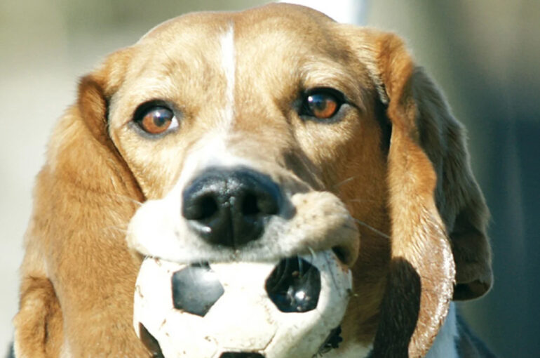 Tierversicherung Kontakt & Termin Login TIER TIERBERUFE VEREINE MENSCH ÜBER UNS SERVICE TIERVISION Beratung & Hilfe TIERKRANKHEITEN LEXIKON Hund Katze Übertragbarkeit... Jetzt suchen Katze liegt und schreit AORTENTHROMBOSE BEI KATZEN Die Hauptschlagader (Aorta) transportiert Blut in die Hinterbeine. Bei einer Aortenthrombose ist diese durch ein Blutgerinnsel (Thrombus) verstopft, sodass kein Blut mehr in die Hinterbeine gelangen kann. Weiterlesen Eine Zecke wird von der Brust eines Hundes entfernt BABESIOSE BEIM HUND Babesiose ist eine von Zecken übertragene Infektionskrankheit. Sie wird durch einzellige Blutparasiten der Gattung Babesien hervorgerufen. Der Erreger wird durch infizierte Zecken auf die Hunde übertragen. Weiterlesen Brauner Dackel liegt auf einer weißen Decke BANDSCHEIBENVORFALL BEIM HUND Der Bandscheibenvorfall gehört zu einer der häufigsten neurologischen Erkrankungen beim Hund. Weiterlesen Getigerte Katze sitzt auf einem Türkisen Katzenklo BLASENENTZÜNDUNG BEI KATZEN Eine Blasenentzündung kann für die Katze sehr schmerzhaft und auch gefährlich sein. Häufig äußert sich die Krankheit dadurch, dass die Katze häufiger kleinere Mengen Urin absetzt und dort eventuell auch Blutbeimengungen sichtbar sind. Weiterlesen Weiß-getigerte Katze sitzt in einem geschlossenen Katzenklo und guckt raus BLASENSTEINE BEI KATZEN Blasensteine sind eine häufige Erkrankung bei Katzen mittleren Alters. Es bilden sich Blasengries und kleine Harnkristalle, die sich dann nach und nach zu Harnsteinen zusammenlagern. Weiterlesen Schwarzer Katze wird der Blutdruck gemessen BLUTHOCHDRUCK BEI KATZEN In über 80% der Fälle ist ein erhöhter Blutdruck die Folge einer anderen Grunderkrankung. Daher unterscheidet man zwischen einer primären und einer sekundären Hypertonie. Weiterlesen Kleiner brauner Welpe in der Hand einer Tierärztin CANINE HERPES-VIRUS-INFEKTION BEIM HUND Die Canine Herpes-Virus-Infektion wird durch das Herpes-Virus hervorgerufen. Es wird auch als Welpensterben bezeichnet, da sie als eine der Hauptursachen für den Tod von Welpen zählt. Weiterlesen Jack-Russel-Terrier liegt auf einer weißen Decke CUSHING-SYNDROM BEIM HUND Das Cushing-Syndrom ist eine Hormonerkrankung, bei der es zu einer Überproduktion von körpereigenem Cortisol kommt. Weiterlesen Mops liegt traurig auf einem rosa Teppich DIABETES BEI HUNDEN Wenn Dein Hund auffällig viel trinkt und dementsprechend viel Urin absetzt oder viel frisst und trotzdem abnimmt, dann solltest Du ihn umgehend beim Tierarzt durchchecken lassen. Denn Hunde können, wie wir Menschen, an Diabetes erkranken. Weiterlesen Tierarzt untersucht die Augen einer Bulldogge ENTROPIUM BEIM HUND Bei einem Entropium handelt es sich um eine Fehlstellung des Augenlids, bei der das Lid nach innen gestülpt ist. Das führt dazu, dass die Wimpern oder Haare kontinuierlich an der Hornhaut reiben und diese somit ständig gereizt ist. Weiterlesen Katze liegt auf einer Decke und schläft FELINE IMMUNSCHWÄCHE VIRUSINFEKTION BEI KATZEN Bei FIV handelt es sich um eine Virusinfektion, die das Immunsystem einer Katze schwächt. Das führt dazu, dass das körpereigene Abwehrsystem nicht mehr in der Lage ist, Infektionen abzuwehren und anfälliger für andere Krankheiten ist. Weiterlesen Getigerte Katze miaut FELINES ASTHMA BEI KATZEN Felines Asthma ist eine Atemwegserkrankung bei Katzen. Die Krankheit ist ähnlich dem Asthma beim Menschen. Weiterlesen Rot-weiße Katze kratzt sich FLOHSPEICHEL-ALLERGIE BEI KATZEN Bei einer Flohspeichel-Allergie handelt es sich um eine Überempfindlichkeit bei Katzen auf den Speichel von Flöhen. Dieser Flohspeichel gelangt über den Biss eines Flohs in die Haut der Katze. Weiterlesen Tricolor Katze schleckt sich mit ihrer Zunge durch ihr Gesicht FORL BEI KATZEN Bei FORL handelt es sich um eine Autoimmunerkrankung, die rund jede zweite Katze betrifft. Sie gehört zu den häufigsten und schmerzhaftesten Erkrankungen der Katze. Weiterlesen Blinder Hund liegt auf einer grauen Decke GRAUER STAR BEIM HUND Der Graue Star (Katarakt) gehört zu den häufigsten Ursachen für die Erblindung beim Hund. Hierbei handelt es sich um eine Trübung der Linse, die ein oder beide Augen betreffen kann. Weiterlesen Blinder Hund sitzt und guckt in die Kamera GRÜNER STAR BEIM HUND Der Grüne Star ist eine Erkrankung des Auges, bei der das Kammerwasser nicht mehr abfließen kann und sich der Augeninnendruck stark erhöht. Der Druck steigt innerhalb kürzester Zeit so rasant an, dass es schon nach wenigen Stunde zur Erblindung kommen kann. Weiterlesen Kleiner Hund liegt auf dem Bett unter der Decke und schläft HÄMORRHAGISCHE GASTROENTERITIS BEI HUNDEN Eine hämorrhagische Gastroenteritits (HGE) oder auch akutes hämorrhagisches Diarrhoe Syndrom (AHDS) zeichnet sich durch meist plötzlich auftretenden heftigen blutigen Durchfall und Bauchschmerzen auf. Teilweise kommt Erbrechen hinzu. Weiterlesen Hund liegt unter einer Decke und guckt traurig HEPATITIS BEIM HUND Die ansteckende Leberentzündung wird durch das Canine Adenovirus-1 hervorgerufen. Es handelt sich um eine weltweit verbreitete Infektionskrankheit, die zu einer akuten oder einer chronischen Leberentzündung führen kann. Weiterlesen Rot-weiße Perser-Katze liegt mit dem Kopf auf Steinen und guckt in die Kamera HORNHAUTNEKROSE BEI KATZEN Bei der Hornhautnekrose wird ein zentral gelegener Teil der Hornhaut abgestoßen. Die Abstoßung (Sequestierung) ist die Folge eines Prozesses bei dem das Epithel, also die funktionierenden, oberflächlichen Zellen, abstirbt. Weiterlesen Berner Sennenhund liegt auf Platten und hat den rechten Hinterlauf geschoren HÜFTGELENKSDYSPLASIE BEIM HUND Die Hüftgelenksdysplasie ist eine erblich bedingte Fehlbildung, die sowohl bei Hunden als auch bei Katzen vorkommt. Die Krankheit entwickelt sich bereits in der Wachstumsphase des Skeletts und kann in schweren Fällen schon während dieser Zeit zu Lahmheit und einer Hinterhand schwäche führen. Weiterlesen Katze mit verkrusteten Augen und Nase guckt in die Kamera KATZENSCHNUPFEN Der Katzenschnupfen wird durch verschiedene Erreger wie Herpesviren, Caliciviren und Chlamydien bei der Katze verursacht. Durch die unterschiedlichen Erreger die beteiligt sein können, spricht man auch vom Katzenschnupfenkomplex. Oft sind gleichzeitig mehrere Erreger beteiligt. Weiterlesen Rot-getigerte Katze liegt auf einem Kissen und ist zugedeckt KATZENSEUCHE Die Katzenseuche ist eine hochansteckende Virusinfektion, die vor allem bei jungen Katzen innerhalb kürzester Zeit zum Tode führen kann. Die Krankheit wird durch das Feline Panleukopenievirus ausgelöst, welches zur Gattung der Parvoviren gehört. Weiterlesen Kleiner Hund liegt auf einer gemütlichen Decke und hat einen Orangenen Stoff über dem Hinterlauf KREUZBANDRISS BEI HUND UND KATZE Die Kreuzbänder liegen mittig im Kniegelenk und verbinden Ober- und Unterschenkel miteinander. Bei einem Riss des Kreuzbandes ist das Knie nicht mehr Stabil und es kommt zu einer starken Reibung im Kniegelenk, was schmerzen verursacht sowie irreparable Arthrosen im Gelenk und Knorpel- und Meniskusschäden zur Folge hat. Weiterlesen Hund liegt eingekuschelt in eine grüne Decke auf dem Teppich LEISHMANIOSE BEIM HUND Leishmaniose ist eine Infektionskrankheit, die durch parasitäre Protozoen (Einzeller) verursacht wird. Die Leishmanien werden hauptsächlich durch Sandmücken übertragen. Da diese im Mittelmeerraum ihre Heimat haben, ist die Erkrankung dort weit verbreitet. Weiterlesen Mischling läuft durch einen See und guckt traurig LEPTOSPIROSE BEIM HUND Die Leptospirose ist eine Infektionskrankheit, die durch Bakterien, die Leptospiren, hervorgerufen wird. In den letzten Jahren hat die Anzahl an Erkrankungen in Deutschland bei Hunden, sowie beim Menschen zugenommen. Weiterlesen Maine-Coon Katze liegt gemütlich auf einer Decke LEUKOSE BEI KATZEN Die Feline Leukämie ist eine weltweit verbreitete Virusinfektion, die durch das Katzenleukämievirus hervorgerufen wird. Fast jeder 6. Todesfall bei Katzen, ist auf das Virus zurückzuführen. Weiterlesen Golden Retriever liegt auf dem Bett und hat eine Decke über dem Kopf MAGENDREHUNG BEIM HUND Eine Magendrehung ist ein akuter lebensbedrohlicher Zustand für den Hund. Der Magen dreht sich hierbei meistens im Uhrzeigersinn um die eigene Achse und schnürt den Magenein- und -ausgang ab. Weiterlesen Hund liegt auf dem Bett unter einer Decke und schläft MORBUS ADDISON BEIM HUND Bei Morbus Addison handelt es um eine Unterfunktion der Nebennieren, die meistens durch eine Autoimmunerkrankung hervorgerufen wird. Weiterlesen Weißer Chihuahua mit beidseitigem Nickhautdrüsenvorfall NICKHAUTDRÜSENVORFALL BEIM HUND Die Nickhaut ist das dritte Augenlid bei Hund und Katze und befindet sich im inneren Augenwinkel. Innerhalb der Nickhaut liegt die Nickhautdrüse, welche an der Produktion von Tränenflüssigkeit beteiligt ist. Bei einem Nickhautdrüsenvorfall ist diese vergrößert und wölbt über den Rand des dritten Augenlids hinaus. Weiterlesen Getigerte Katze sitzt auf Steinen und guckt in die Kamera NIERENINSUFFIZIENZ BEI KATZEN Eine chronische Niereninsuffizienz ist im höhern Alter bei Katzen keine Seltenheit. Die Funktionstüchtigkeit der Nieren nimmt immer weiter ab und die Schäden sind irreparabel. Weiterlesen Hund bekommt das Ohr mit einem Tuch gereinigt OHRENENTZÜNDUNG BEIM HUND Dein Hund schüttelt dauernd seinen Kopf oder kratzt sich auffällig oft an den Ohren? Dann solltest Du besonders achtsam sein, denn dieses Verhalten kann ein Hinweis auf eine Entzündung des Gehörganges sein. Weiterlesen Katze von der Seite mit einem Othämatom OTHÄMATOM BEI HUND UND KATZE Ein Othämatom ist ein Bluterguss, der zwischen der Haut und dem Ohrknorpel entsteht. Die Ursache dafür kann sehr vielfältig sein. Weiterlesen Welpe liegt im Bett unter der Decke und schläft PARVOVIROSE BEIM HUND Durch das Canine Parvovirus wird bei Hunden die Parvovirose ausgelöst. Die Virusinfektion ist hochansteckend und kann unbehandelt schnell tödlich enden. Empfänglich sind häufig Welpen oder Hunde ohne ausreichenden Impfschutz. Weiterlesen Havanese liegt auf dem Sofa und hat eine Naht am Knie PATELLALUXATION BEIM HUND Die Patella ist die Kniescheibe. Bei der Patellaluxation springt die Kniescheibe aus der Führungsrinne. Die Erkrankung kommt vor allem bei kleinen Hunden vor. Meistens handelt es sich um einen eine erbliche Veranlagung, wobei die Ursache sehr vielfältig sein kann. Weiterlesen Entzündung der Gebärmutter beim Hund PYOMETRA BEIM HUND Die Pyometra (Gebärmutterentzündung) ist die häufigste Erkrankung der Geschlechtsorgane bei Hündinnen. Bei 25 % der unkastrierten Hündinnen tritt die Gebärmutterentzündung zwischen dem 6. und dem 10. Lebensjahr auf. Weiterlesen Tricolor Katze liegt auf einer weißen Decke SCHILDDRÜSENÜBERFUNKTION BEI KATZEN Die Schilddrüsenüberfunktion gilt als die häufigste hormonelle Störung bei älteren Katzen. Weiterlesen Golden Retriever Welpe liegt und wird untersucht STAUPE BEIM HUND Staupe ist eine gefährliche Viruserkrankung, die neben dem Hund auch noch andere Tiere wie Füchse, Marderhunde, Waschbären Frettchen, Nerze, Wölfe, Wiesel und Otter betrifft. Das Virus ist hochansteckend und es gibt bis heute keine Therapie, um es zu bekämpfen. Weiterlesen Im Hintergrund sitzt eine Schwangere Frau und vorne eine graue Katze TOXOPLASMOSE BEI KATZEN Die Toxoplasmose ist eine weltweit verbreitete Zoonose und wird durch den einzelligen Parasiten Toxoplasma gondii hervorgerufen. Als Endwirt dient den Toxoplasmen die Katze und alle Feliden (katzenartigen). Weiterlesen Hund mit schiefem Kopf guckt in die Kamera VESTIBULARSYNDROM BEI HUND UND KATZE Bei dem Vestibularsyndrom handelt es sich um eine plötzlich auftretende Erkrankung des Gleichgewichtsorgans (Vestibularapparat). Sie zählt zu den häufigsten neurologischen Erkrankungen bei Hunden. Bei Katzen tritt sie eher selten auf. Weiterlesen Hund liegt auf einem Kissen ZWINGERHUSTEN BEIM HUND Der Zwingerhusten ist eine weit verbreitete Erkrankung bei Hunden. Auslöser ist eine Erregerkombination von verschiedenen Viren und Bakterien. Weiterlesen TIERVERSICHERUNGEN Hundeversicherung Katzenversicherung Pferdeversicherung Kleintierversicherung Weidetierversicherung TIERBERUFE & VEREINE Tierberufe Vereine TOP SEITEN Hundehaftpflicht Hundekrankenversicherung Hunde OP Versicherung Hunde Rund um Sicher Katzenkrankenversicherung Katzen OP Versicherung Pferdehaftpflicht Pferde OP Versicherung Pferdekrankenversicherung Pferde Rund um Sicher WIR FÜR DICH Service Karriere Über uns Tierkrankheiten Mein Business Infopost Facebook YouTube @ tierversicherung.biz 2024 Impressum Datenschutz Erstinformation AGB Cookie-Einstellungen
