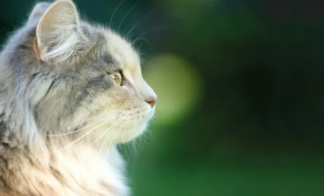 So bleibt es sauber! Hygiene-Tipps für einen Haushalt mit Hunden und Katzen Ein sauberes Zuhause mit Hund oder Katze ist gut möglich – mit den richtigen Routinen und Pflegetipps. Dr. Andrianaly, Tierarzt in Stuttgart, So bleibt es sauber! Hygiene-Tipps für einen Haushalt mit Hunden und Katzen Ein sauberes Zuhause mit Hund oder Katze ist gut möglich – mit den richtigen Routinen und Pflegetipps. Dr. Andrianaly, Tierarzt in Stuttgart,