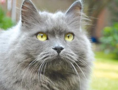 Katze ignoriert mich
