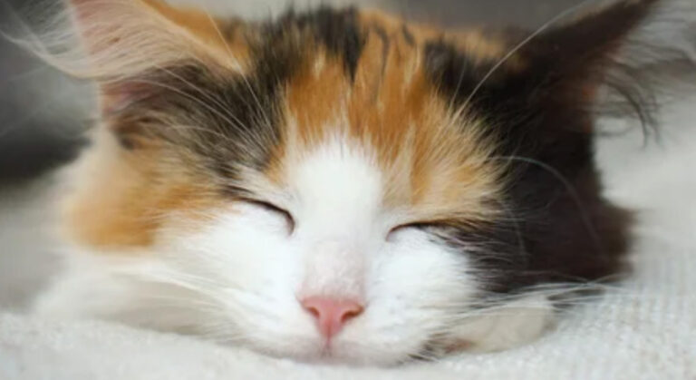 Die 10 besten Tierärzte in Stuttgart Insgesamt haben wir 35 Tierärzte mit 6.234 Bewertungen gefunden Stadtteile Sortierung & Filter auf Karte 1 Bewertungsdurchschnitt 4,88211 Bewertungen auf 3 Portalen 196 TOP Bewertungen Dr. Corinna Marquis Tierarzt Augustenstr. 106, 70197 Stuttgart (West) Tierarzt • Tierarzt Klein- und Haustiere • Hausbesuche keine Öffungszeiten angegeben Kunden sagen: Wartezeiten Gefühl Tierärztin Details anzeigenAnbieter vergleichen 2 Bewertungsdurchschnitt 4,90117 Bewertungen auf 3 Portalen 103 TOP Bewertungen Dr.Schröer Nicola Tierarztpraxis Tierärzte Kirchheimer Str. 77, 70619 Stuttgart (Sillenbuch) Tierarzt • Tierarzt Zahnheilkunde • Tierchirurgie geöffnet, schließt in 1 Stunde und 19 Minuten Kunden sagen: Praxis Hund Details anzeigenAnbieter vergleichen 3 Bewertungsdurchschnitt 4,84204 Bewertungen auf 5 Portalen 182 TOP Bewertungen Tierärztliche Gemeinschaftspraxis MVDr. Marek Benetka & Claudia Brüning Griegstr. 27c, 70195 Stuttgart (Botnang) Tierarzt • EKG • Futtermittelberatung geöffnet, schließt in 2 Stunden und 19 Minuten Kunden sagen: Tier Praxis Katze Details anzeigenAnbieter vergleichen 4 Bewertungsdurchschnitt 4,83628 Bewertungen auf 6 Portalen 559 TOP Bewertungen Dr. Stephan Schroth Kleintierpraxis Alte Weinsteige 100, 70597 Stuttgart (Degerloch) Tierarzt Klein- und Haustiere • Tierarzt geöffnet, schließt in 2 Stunden und 19 Minuten Kunden sagen: Herrchen Praxispersonal Behandlungen Details anzeigenAnbieter vergleichen 5 Bewertungsdurchschnitt 4,84150 Bewertungen auf 2 Portalen 135 TOP Bewertungen Gerald Westphal Tierarzt Staufeneckstr. 2, 70469 Stuttgart (Feuerbach) Tierarzt • Tierarzt Klein- und Haustiere keine Öffungszeiten angegeben Kunden sagen: Behandlungen Katerchen Tierarzt Details anzeigenAnbieter vergleichen 6 Bewertungsdurchschnitt 4,801183 Bewertungen auf 2 Portalen 1.077 TOP Bewertung felmo Mobiler Tierarzt Stuttgart Agnesstr. 17, 70597 Stuttgart (Degerloch) Tierarzt • Mobiler Tierarzt • Hausbesuche geöffnet, schließt in 4 Stunden und 19 Minuten Details anzeigenAnbieter vergleichen 7 Bewertungsdurchschnitt 4,80344 Bewertungen auf 5 Portalen 299 TOP Bewertungen Dr. M. Freisleben E. Sigloch Tierärztliche Gemeinschaftspraxis Stammheimer Str. 31, 70435 Stuttgart (Zuffenhausen) Tierarzt geschlossen, öffnet in 19 Minuten Kunden sagen: Behandlungsmethoden Vierbeiner Ärzte Details anzeigenAnbieter vergleichen 8 Bewertungsdurchschnitt 4,80250 Bewertungen auf 3 Portalen 228 TOP Bewertungen Dr.med.vet. Birgit Seiffert Tierärztin Regerstr. 18, 70195 Stuttgart (Botnang) Tierarzt • Anästhesie • Tierchirurgie geschlossen, öffnet in 19 Minuten Kunden sagen: Frauchen Betroffenheit Tierärztin Details anzeigenAnbieter vergleichen 9 Bewertungsdurchschnitt 4,80180 Bewertungen auf einem Portal 160 TOP Bewertungen Tierarztpraxis Weinmann Stuttgart Schloßstr. 58, 70176 Stuttgart (West) Tierarzt geöffnet, schließt in 2 Stunden und 19 Minuten Details anzeigenAnbieter vergleichen 10 Bewertungsdurchschnitt 4,79243 Bewertungen auf 4 Portalen 216 TOP Bewertungen Dr. D. Späth Kleintierpraxis Rembrandtstr. 15, 70567 Stuttgart (Möhringen) Tierarzt Klein- und Haustiere • Tierarzt geöffnet, schließt in 3 Stunden und 19 Minuten Kunden sagen: Katerchen Behandlungsmöglichkeiten Tierärztin Details anzeigenAnbieter vergleichen Ganz einfach mehrere Anbieter anfragen und Zeit & Geld sparenJetzt Angebotsvergleich starten Bewertungsdurchschnitt 4,77180 Bewertungen auf 4 Portalen 160 TOP Bewertungen Priv.-Doz. Dr. med.vet. Birgit Drescher Kleintierpraxis Bientzlestr. 14, 70599 Stuttgart (Birkach) Tierarzt • Tierarzt Klein- und Haustiere geschlossen, öffnet in 19 Minuten Kunden sagen: Kaninchen Belegschaft Tierärztin Details anzeigenAnbieter vergleichen Bewertungsdurchschnitt 4,8193 Bewertungen auf 2 Portalen 82 TOP Bewertungen Tierarztpraxis am Wormser Platz Tierarzt Deidesheimer Str. 15, 70499 Stuttgart (Weilimdorf) Tierarzt • Bildgebende Diagnostik • Tierchirurgie geschlossen, öffnet in 49 Minuten Kunden sagen: Herz Praxis Details anzeigenAnbieter vergleichen Bewertungsdurchschnitt 4,70320 Bewertungen auf 6 Portalen 288 TOP Bewertungen Petra Morlock Tierärztin Julius-Hölder-Str. 60, 70597 Stuttgart (Degerloch) Tierarzt • Anästhesie • Tierchirurgie geschlossen, öffnet in 18 Stunden und 19 Minuten Kunden sagen: Frauchen Tierchen Tierärztin Details anzeigenAnbieter vergleichen Bewertungsdurchschnitt 4,8159 Bewertungen auf 4 Portalen 54 TOP Bewertungen Tierärztliche Gemeinschaftspraxis Burgsmüller und Preßler Praxis für Kleintiere Paprikastr. 14, 70619 Stuttgart (Heumaden) Tierarzt Klein- und Haustiere • Tierarzt geöffnet, schließt in 2 Stunden und 19 Minuten Kunden sagen: Ärztinnen Patienten Team Details anzeigenAnbieter vergleichen Bewertungsdurchschnitt 5,0020 Bewertungen auf einem Portal 19 TOP Bewertungen Praxis für Tierchiropraktik Carola Kilian Lindpaintnerstr. 40, 70195 Stuttgart (Botnang) Tierarzt keine Öffungszeiten angegeben Details anzeigenAnbieter vergleichen Bewertungsdurchschnitt 5,0018 Bewertungen auf einem Portal Dr. Wolfgang Sinzinger Tierarzt Hermann-Fein-Str., 70599 Stuttgart (Plieningen) Tierarzt Chirurgie geöffnet, schließt in 3 Stunden und 19 Minuten Kunden sagen: Erstuntersuchung Vorgehensweise Leiden Details anzeigenAnbieter vergleichen Bewertungsdurchschnitt 4,61287 Bewertungen auf 4 Portalen 253 TOP Bewertungen Klaus Senger Tierarzt Kleintierpraxis Smaragdweg 1, 70174 Stuttgart (Nord) Tierarzt • Tierarzt Klein- und Haustiere • Hausbesuche geöffnet, schließt in 3 Stunden und 19 Minuten Kunden sagen: Mitarbeiterinnen Katerchen Wartebereich Details anzeigenAnbieter vergleichen Bewertungsdurchschnitt 4,56460 Bewertungen auf 6 Portalen 368 TOP Bewertungen Dr. med. vet. Jennifer Bendel Tierärztin Münchinger Str. 4, 70439 Stuttgart (Stammheim) Tierarzt • Tierarzt Klein- und Haustiere geöffnet, schließt in 3 Stunden und 19 Minuten Kunden sagen: Meerschweinchen Unsicherheiten Tierärztin Details anzeigenAnbieter vergleichen Bewertungsdurchschnitt 5,006 Bewertungen auf 2 Portalen 6 TOP Bewertungen Ursula Häfner Praktische Tierärztin Schlotterbeckstr. 19, 70327 Stuttgart (Untertürkheim) Tierarzt keine Öffungszeiten angegeben Kunden sagen: Herz Adresse Beratung Details anzeigenAnbieter vergleichen Bewertungsdurchschnitt 4,47284 Bewertungen auf 6 Portalen 236 TOP Bewertungen M. Ernst Dres. E. Kleintierpraxis Birkenwaldstr. 214, 70191 Stuttgart (Nord) Tierklinik • Tierarzt Klein- und Haustiere • Tierarzt geöffnet, schließt in 2 Stunden und 19 Minuten Kunden sagen: Herrchen Praxispersonal Selbstverständlichkeit Details anzeigenAnbieter vergleichen Bewertungsdurchschnitt 5,002 Bewertungen auf einem Portal 2 TOP Bewertungen Tierarztpraxis in Plieningen Dr. Ute Wörz Schilfweg 11, 70599 Stuttgart (Plieningen) Tierarzt geöffnet, schließt in 2 Stunden und 19 Minuten Kunden sagen: Praxis Tierärztinnen Hündin Details anzeigenAnbieter vergleichen Bewertungsdurchschnitt 4,48130 Bewertungen auf 3 Portalen 105 TOP Bewertungen tierarztpraxis-milz.de Masurenstr. 12, 70374 Stuttgart (Bad Cannstatt) Zoologischer Bedarf • Tierarzt geschlossen, öffnet in 2 Tage und 15 Stunden Kunden sagen: Hinterbeinen Terminvereinbarungen Tierärztin Details anzeigenAnbieter vergleichen Bewertungsdurchschnitt 5,00eine Bewertung auf einem Portal 1 TOP Bewertung Dr. med. Sunayana Mitra Fachtierärztin für Kleintiere Bussenstr. 23, 70184 Stuttgart (Ost) Tierarzt Klein- und Haustiere geöffnet, schließt in 3 Stunden und 19 Minuten Details anzeigenAnbieter vergleichen Bewertungsdurchschnitt 5,00eine Bewertung auf einem Portal 1 TOP Bewertung Fuchs Nicole Suzanne Wau Wau Wellness - Tierheilpraxis Birkenwaldstr. 126, 70191 Stuttgart (Nord) Tierarzt • Tierheilpraktiker • Schönheitsfarm geöffnet, schließt in 3 Stunden und 19 Minuten Details anzeigenAnbieter vergleichen Bewertungsdurchschnitt 4,44116 Bewertungen auf 4 Portalen 84 TOP Bewertungen Dr. Angelika Schnepf-Vockrodt Tierärztin Hauptstr. 56A, 70563 Stuttgart (Vaihingen) Tierarzt geschlossen, öffnet in 1 Stunde und 19 Minuten Kunden sagen: Tierärztin Behandlung Einfühlungsvermögen Details anzeigenAnbieter vergleichen Bewertungsdurchschnitt 4,41103 Bewertungen auf 3 Portalen 84 TOP Bewertungen Dr.med.vet. Anke Lotze Tierarztpraxis Burgenlandstr. 66, 70469 Stuttgart (Feuerbach) Tierarzt Klein- und Haustiere • Tierarzt geöffnet, schließt in 2 Stunden und 19 Minuten Kunden sagen: Tierärztin Termin Erwähnenswert Unverträglichkeiten Details anzeigenAnbieter vergleichen Bewertungsdurchschnitt 4,25221 Bewertungen auf 5 Portalen 175 TOP Bewertungen Dr.med.vet. Jörg Richter Haußmannstr. 214, 70188 Stuttgart (Ost) Tierarzt • Tierarzt Klein- und Haustiere • Tierarzt Homöopathie geöffnet, schließt in 2 Stunden und 19 Minuten Kunden sagen: Meerschweinchen Mitarbeiterinnen Behandlungen Details anzeigenAnbieter vergleichen Bewertungsdurchschnitt 4,2024 Bewertungen auf einem Portal 18 TOP Bewertungen Fritz Groß prakt. Tierarzt Sachsenstr. 9A, 70435 Stuttgart (Zuffenhausen) Tierarzt geschlossen, öffnet in 18 Stunden und 19 Minuten Kunden sagen: Untersuchungen Zunge Terminvereinbarung Details anzeigenAnbieter vergleichen Bewertungsdurchschnitt 3,79316 Bewertungen auf 2 Portalen 186 TOP Bewertungen Tiermedizinisches Zentrum Industriestr. 3, 70565 Stuttgart (Vaihingen) Tierarzt • Tierklinik • Notdienst geöffnet, schließt in 4 Stunden und 19 Minuten Details anzeigenAnbieter vergleichen Bewertungsdurchschnitt 3,8076 Bewertungen auf einem Portal 41 TOP Bewertungen Fritz Groß Tierarzt Erbsenbrunnengasse 17, 70372 Stuttgart (Bad Cannstatt) Tierarzt keine Öffungszeiten angegeben Kunden sagen: Tierarzt Termin Wartezeit Details anzeigenAnbieter vergleichen Bewertungsdurchschnitt 3,002 Bewertungen auf 2 Portalen Ute Wörz-Pagenstert Kleintierpraxis Schilfweg 11, 70599 Stuttgart (Plieningen) Tierarzt • Tierarzt Klein- und Haustiere geöffnet, schließt in 2 Stunden und 19 Minuten Details anzeigenAnbieter vergleichen Bewertungsdurchschnitt 2,005 Bewertungen auf einem Portal 1 TOP Bewertung Dr. Peter Himmelsbach Tierarzt Hermann-Fein-Str., 70599 Stuttgart (Plieningen) Tierarzt Klein- und Haustiere • Tierklinik keine Öffungszeiten angegeben Kunden sagen: Hilfe Schmerzen Tagen Details anzeigenAnbieter vergleichen Bewertungsdurchschnitt 0,00keine Bewertungen HEILAND VET Vertriebsgesellschaft mbH & Co KG 70499 Stuttgart Online-Shop • Pharmazie • Tierarzt geöffnet, schließt in 1 Stunde und 19 Minuten Details anzeigenAnbieter vergleichen Bewertungsdurchschnitt 0,00keine Bewertungen Nina Müller Tierärztin Bussenstr. 23, 70184 Stuttgart (Ost) Tierarzt Klein- und Haustiere keine Öffungszeiten angegeben Details anzeigenAnbieter vergleichen Bewertungsdurchschnitt 0,00keine Bewertungen Sonja Sinzinger Tierärztin Hermann-Fein-Str., 70599 Stuttgart (Plieningen) Tierarzt Zahnheilkunde • Tierarzt keine Öffungszeiten angegeben Kunden sagen: Hilfe Vertrauens Nagetieren Details anzeigenAnbieter vergleichen