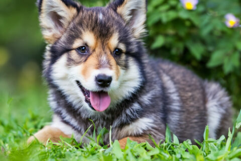 Pubertät beim Hund – Herausforderungen aus Sicht Ihres Tierarzt Stuttgart Launisch, trotzig, bockig – was bei menschlichen Teenagern bekannt ist, beobachten wir auch regelmäßig in unserer Tierarztpraxis in Stuttgart: Hunde in der Pubertät zeigen ähnliche Verhaltensmuster wie pubertierende Jugendliche. Zwischen dem 6. und 18. Lebensmonat verändern sich viele Junghunde schlagartig – eine spannende, aber auch herausfordernde Phase für Tier und Halter.