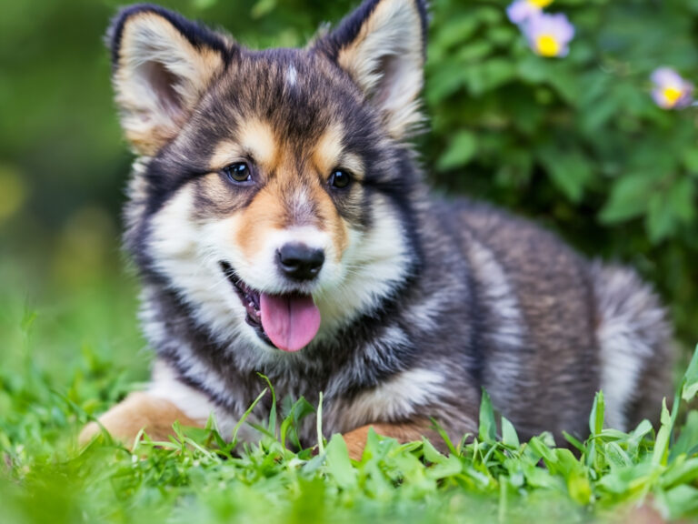 Pubertät beim Hund – Herausforderungen aus Sicht Ihres Tierarzt Stuttgart Launisch, trotzig, bockig – was bei menschlichen Teenagern bekannt ist, beobachten wir auch regelmäßig in unserer Tierarztpraxis in Stuttgart: Hunde in der Pubertät zeigen ähnliche Verhaltensmuster wie pubertierende Jugendliche. Zwischen dem 6. und 18. Lebensmonat verändern sich viele Junghunde schlagartig – eine spannende, aber auch herausfordernde Phase für Tier und Halter.