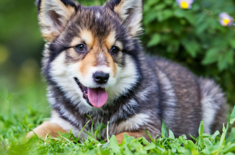 Pubertät beim Hund – Herausforderungen aus Sicht Ihres Tierarzt Stuttgart Launisch, trotzig, bockig – was bei menschlichen Teenagern bekannt ist, beobachten wir auch regelmäßig in unserer Tierarztpraxis in Stuttgart: Hunde in der Pubertät zeigen ähnliche Verhaltensmuster wie pubertierende Jugendliche. Zwischen dem 6. und 18. Lebensmonat verändern sich viele Junghunde schlagartig – eine spannende, aber auch herausfordernde Phase für Tier und Halter.