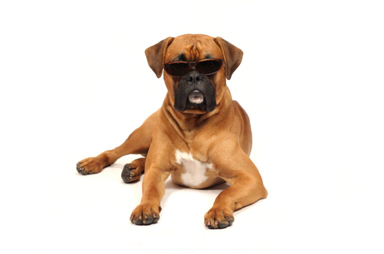 Hundeblick
