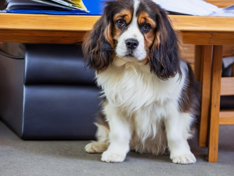 Hunde im Büro in Stuttgart - Eine neue Studie, für die Angestellte und Personalchefs befragt wurden, zeigt: die Haustiere haben eindeutig einen positiven Effekt auf die Belegschaft.