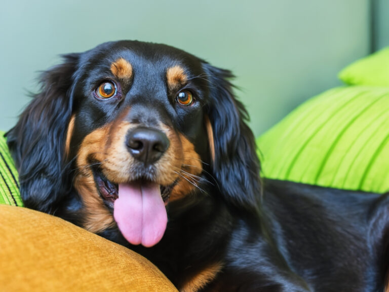 Petfluencer: Wenn Haustiere Social Media Stars werden – Einschätzung vom Tierarzt Stuttgart