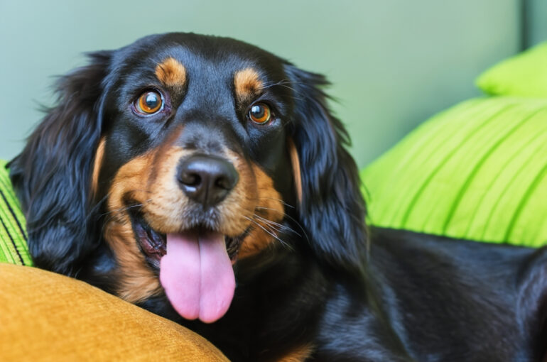 Petfluencer: Wenn Haustiere Social Media Stars werden – Einschätzung vom Tierarzt Stuttgart