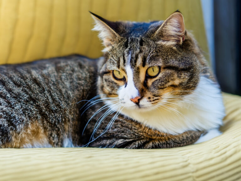 die ersten hauskatzen gab es vor 10.000 jahren - historisches wissen von deinem tierarzt in stuttgart