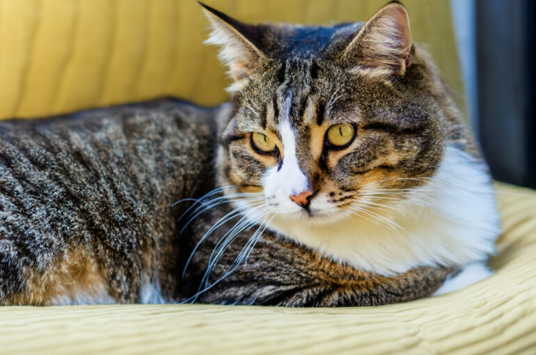 die ersten hauskatzen gab es vor 10.000 jahren - historisches wissen von deinem tierarzt in stuttgart