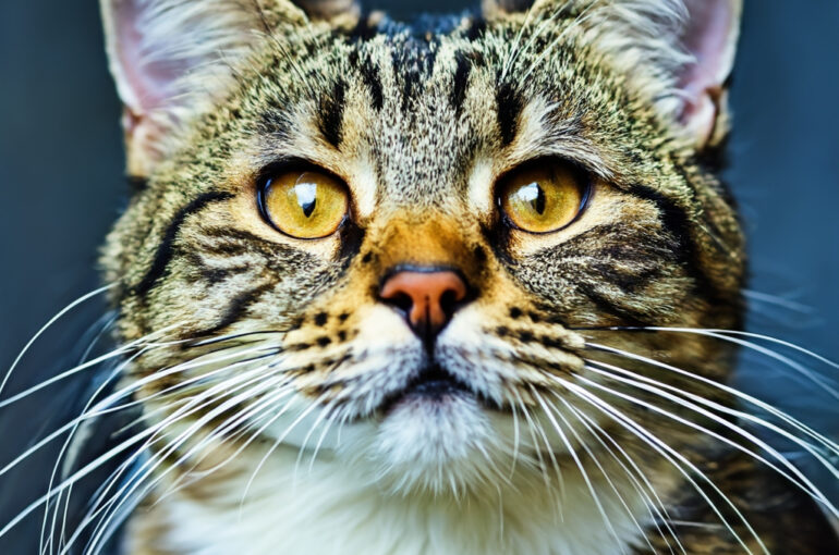 Stuttgart. Katzen gelten oft als emotionslos – doch das ist weit gefehlt. Eine Studie zeigt: Die Tiere haben eine überraschend vielseitige Mimik.