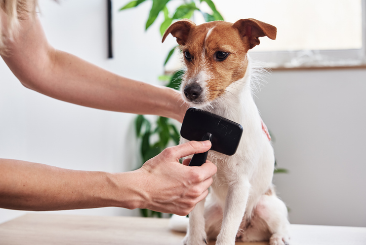 Fellwechsel bei Hunden und Katzen: Was Tierhalter wissen sollten Tipps und Infos von Ihrer Tierarzt Praxis Stuttgart Zweimal im Jahr heißt es für viele Tierbesitzer: