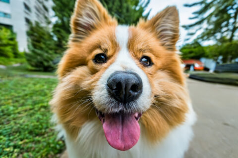 Hundeführerschein – Ihr Tierarzt in Stuttgart informiert Hunde verstehen lernen – mit dem Hundeführerschein Ein harmonisches Zusammenleben zwischen Hund und Mensch beginnt mit gegenseitigem Verständnis. Genauso wie wir in einem fremden Land die Sprache und Regeln lernen müssen, sollten auch Hundehalter die „Sprache“ ihres Hundes verstehen. Genau hier setzt der Hundeführerschein an – eine wertvolle Orientierungshilfe für ein konfliktfreies Miteinander im Alltag. Tierarzt Stuttgart Dr. Andrianaly erklärt, worum es beim Hundeführerschein geht, welche Vorteile er bietet und wann er erforderlich ist.