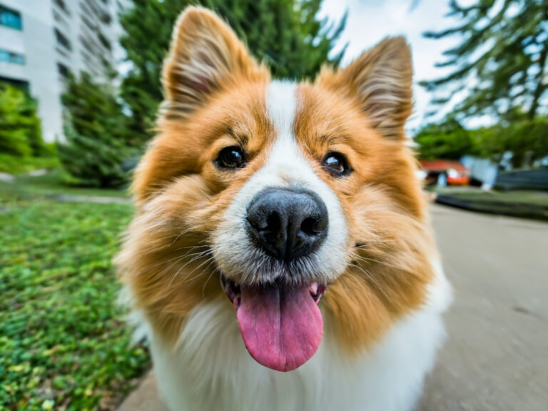 Hundeführerschein – Ihr Tierarzt in Stuttgart informiert Hunde verstehen lernen – mit dem Hundeführerschein Ein harmonisches Zusammenleben zwischen Hund und Mensch beginnt mit gegenseitigem Verständnis. Genauso wie wir in einem fremden Land die Sprache und Regeln lernen müssen, sollten auch Hundehalter die „Sprache“ ihres Hundes verstehen. Genau hier setzt der Hundeführerschein an – eine wertvolle Orientierungshilfe für ein konfliktfreies Miteinander im Alltag. Tierarzt Stuttgart Dr. Andrianaly erklärt, worum es beim Hundeführerschein geht, welche Vorteile er bietet und wann er erforderlich ist.