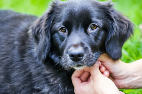 Hundeführerschein – Ihr Tierarzt in Stuttgart informiert Hunde verstehen lernen – mit dem Hundeführerschein Ein harmonisches Zusammenleben zwischen Hund und Mensch beginnt mit gegenseitigem Verständnis.