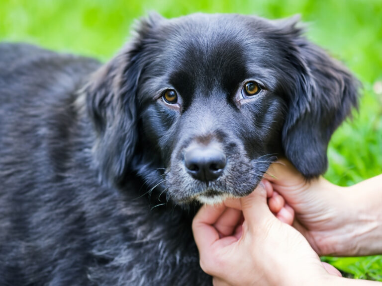 Hundeführerschein – Ihr Tierarzt in Stuttgart informiert Hunde verstehen lernen – mit dem Hundeführerschein Ein harmonisches Zusammenleben zwischen Hund und Mensch beginnt mit gegenseitigem Verständnis.