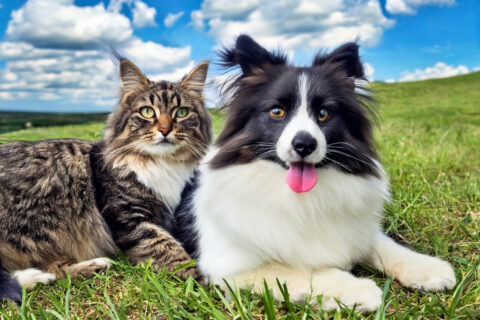 UNTERSCHÄTZTE GEFAHR Vorsicht, Grannen! Wann sie für Hund und Katze gefährlich werden