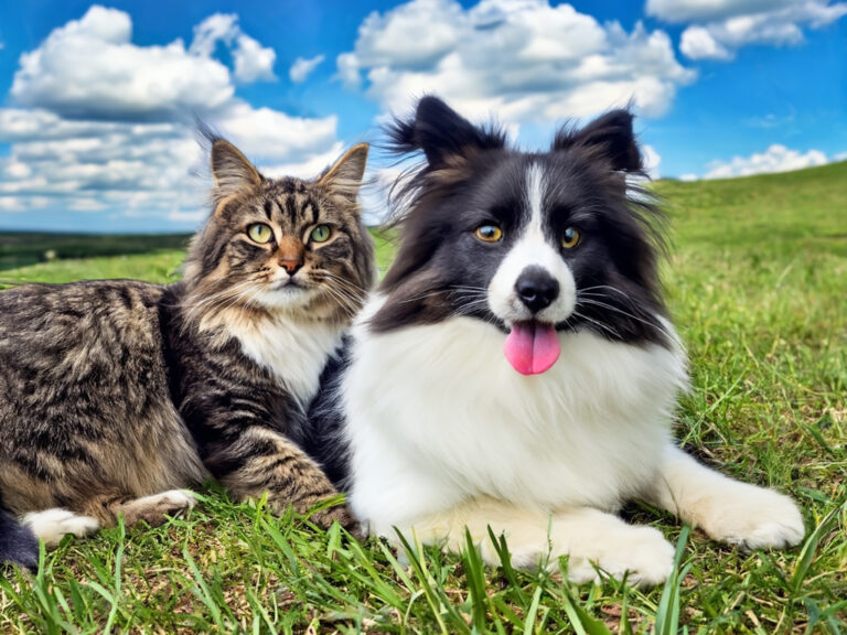 UNTERSCHÄTZTE GEFAHR Vorsicht, Grannen! Wann sie für Hund und Katze gefährlich werden