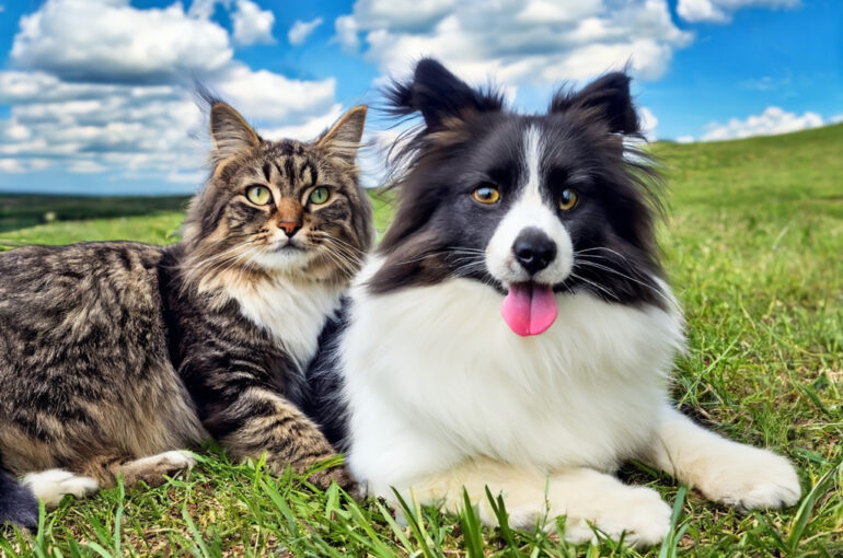 UNTERSCHÄTZTE GEFAHR Vorsicht, Grannen! Wann sie für Hund und Katze gefährlich werden