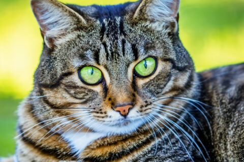 Katzenhaltung: Die wichtigsten Tipps – So halten Sie Ihre Katze richtig
