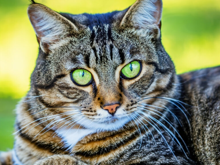 Katzenhaltung: Die wichtigsten Tipps – So halten Sie Ihre Katze richtig