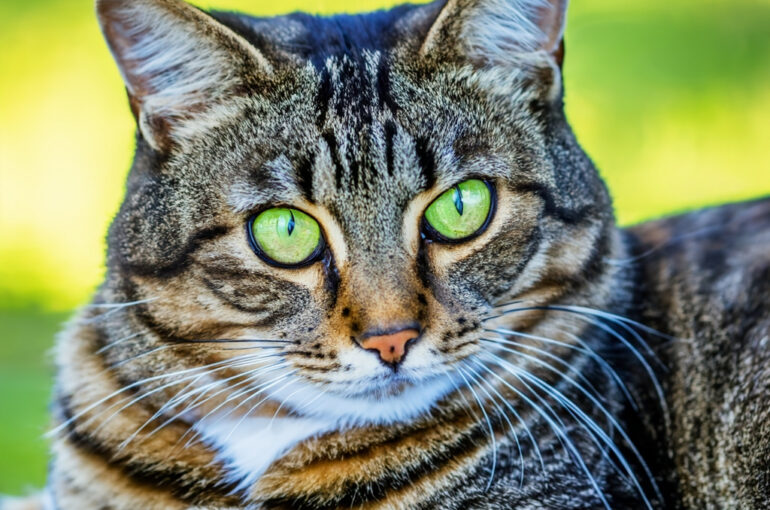 Katzenhaltung: Die wichtigsten Tipps – So halten Sie Ihre Katze richtig