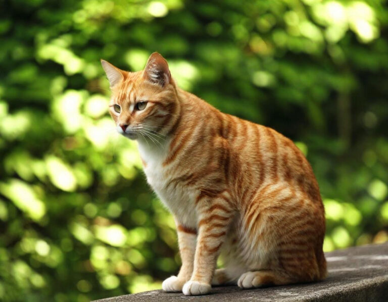 Katzenkrallen schneiden: Muss das sein? Ihr Tierarzt Stuttgart klärt auf Jeder Katzenbesitzer kennt es: Kratzer auf der Haut oder zerfetzte Sofakissen – die Krallen unserer Samtpfoten machen sich bemerkbar.