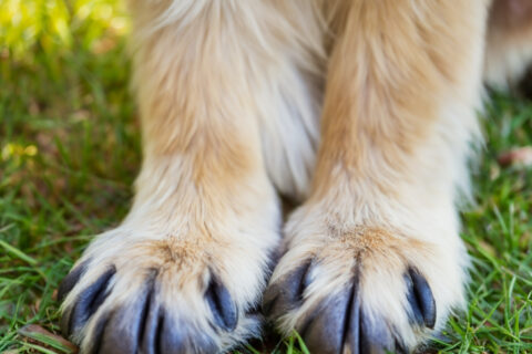 Arthrose erkennen und behandeln – Ihr Tierarzt in Stuttgart informiert Arthrose ist eine der häufigsten Gelenkerkrankungen bei Haustieren wie Hunden, Katzen