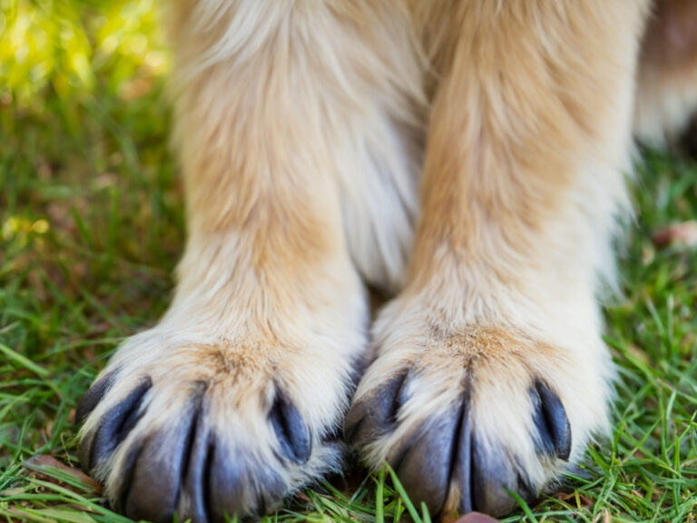 Arthrose erkennen und behandeln – Ihr Tierarzt in Stuttgart informiert Arthrose ist eine der häufigsten Gelenkerkrankungen bei Haustieren wie Hunden, Katzen