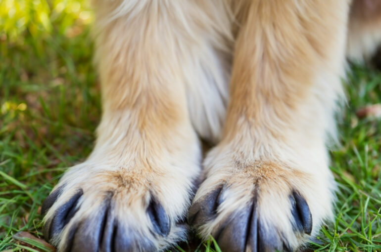 Arthrose erkennen und behandeln – Ihr Tierarzt in Stuttgart informiert Arthrose ist eine der häufigsten Gelenkerkrankungen bei Haustieren wie Hunden, Katzen