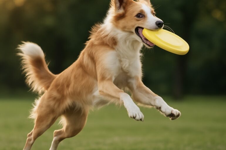 Frisbee mit Hund: Spiel & Spaß mit Scheibe Frisbee spielen ist vor allem im Sommer eine beliebte Aktivität – aber haben Sie es schon einmal mit Ihrem Hund gespielt?