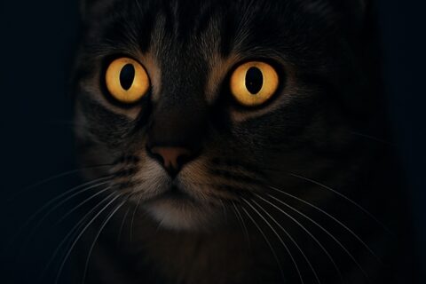Können Katzen im Dunkeln sehen? Ihr Dr. Andrianaly, Tierarzt Stuttgart-Team klärt auf Der Sehsinn von Katzen ist faszinierend und birgt viele Geheimnisse.