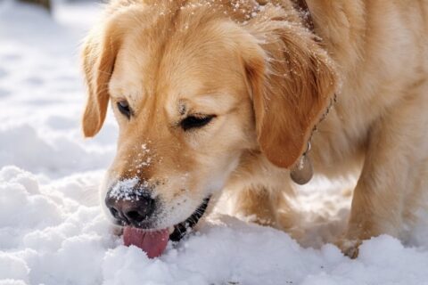 Schnee - Tierarzt Stuttgart klärt auf Wenn der erste Schnee fällt, beginnt für viele Hunde der Winterspaß.