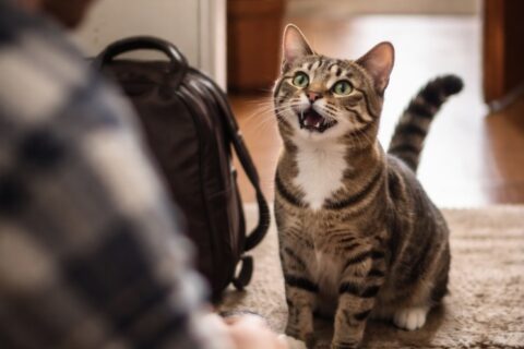 Studie enthüllt: Katzen begrüßen Männer und Frauen unterschiedlich