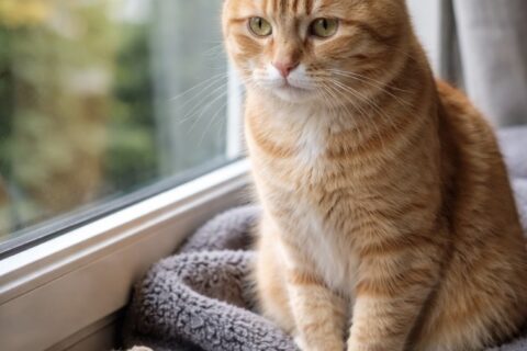 🐾 5 Anzeichen, dass Ihre Katze einsam ist – Tierarzt Dr. Andrianaly in Stuttgart informiert Langeweile und Einsamkeit